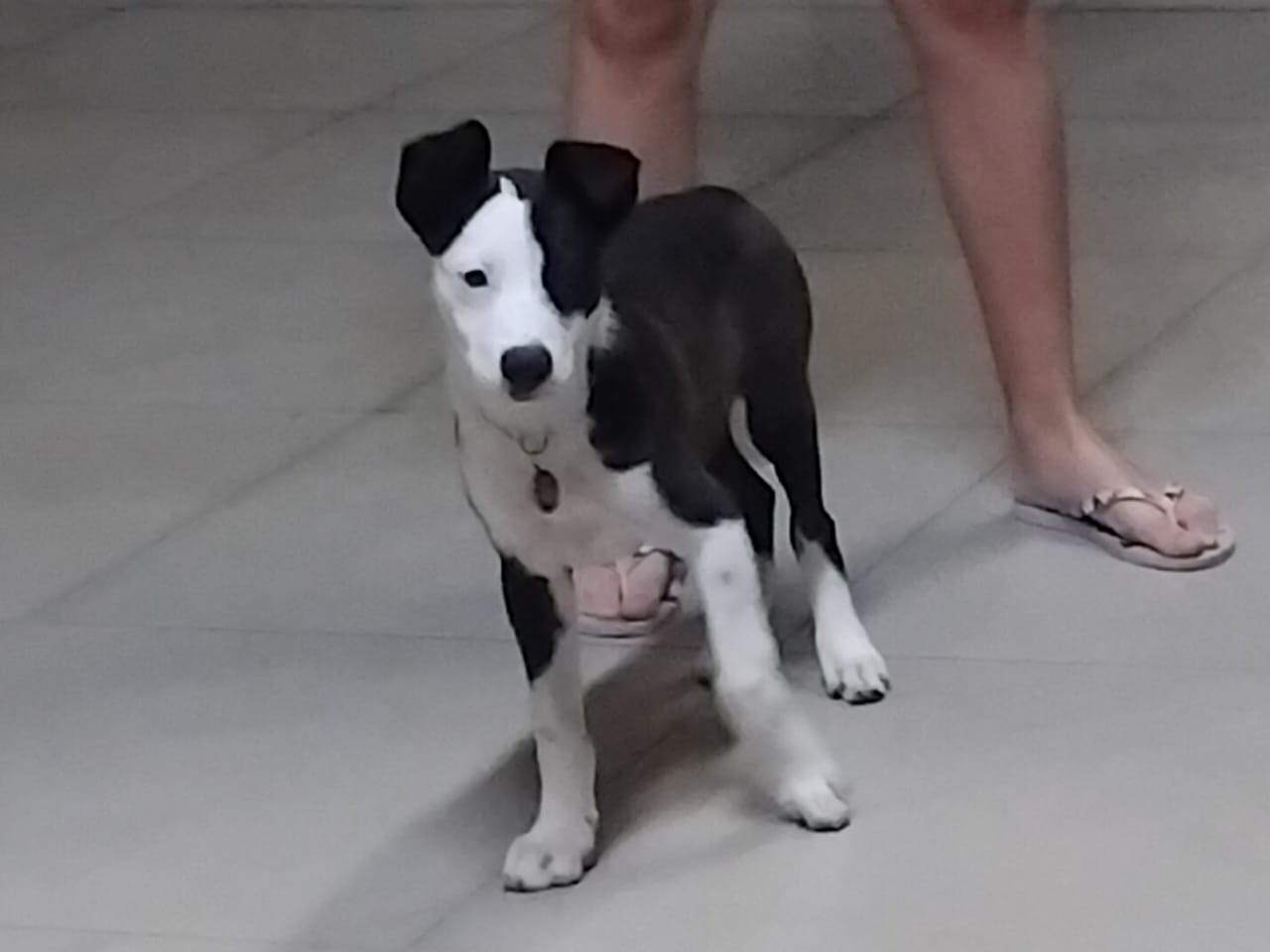 Portal Adocão Filhote procurando um lar Divinópolis 