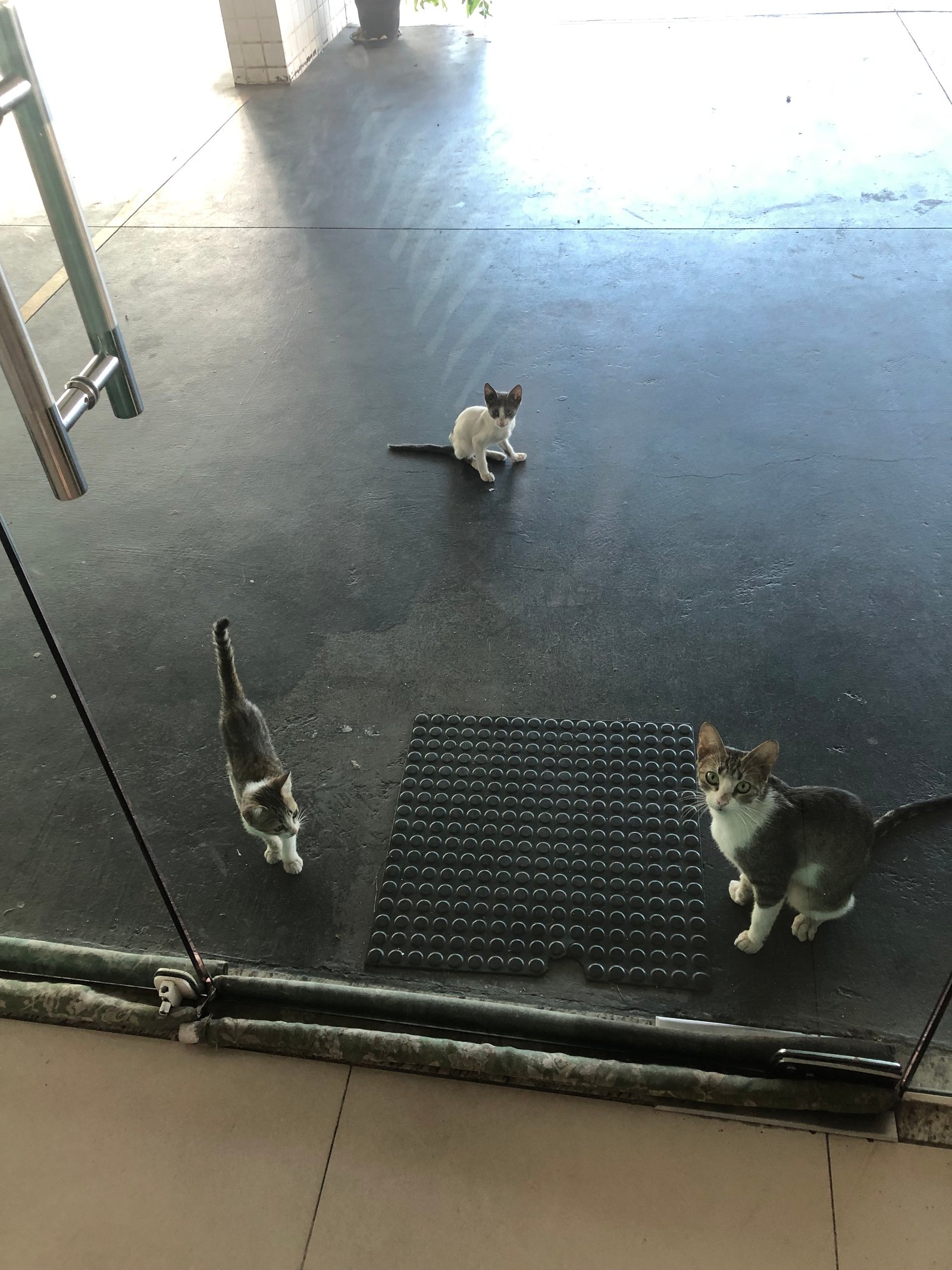 Portal Adocão Adoção gatinhas femeas  Nova Iguaçu