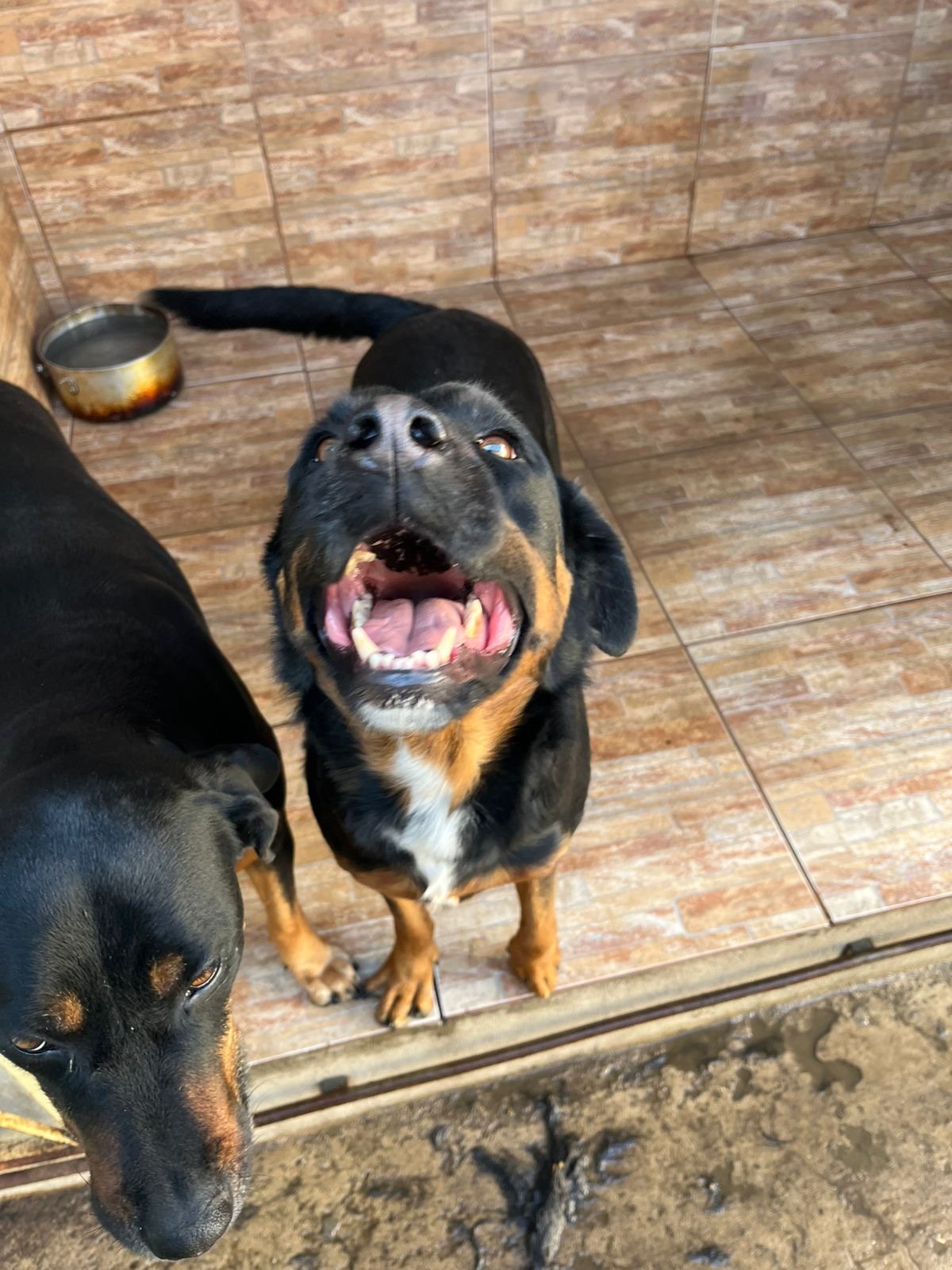 Portal Adocão Cachorros castrados para adoção  Betim