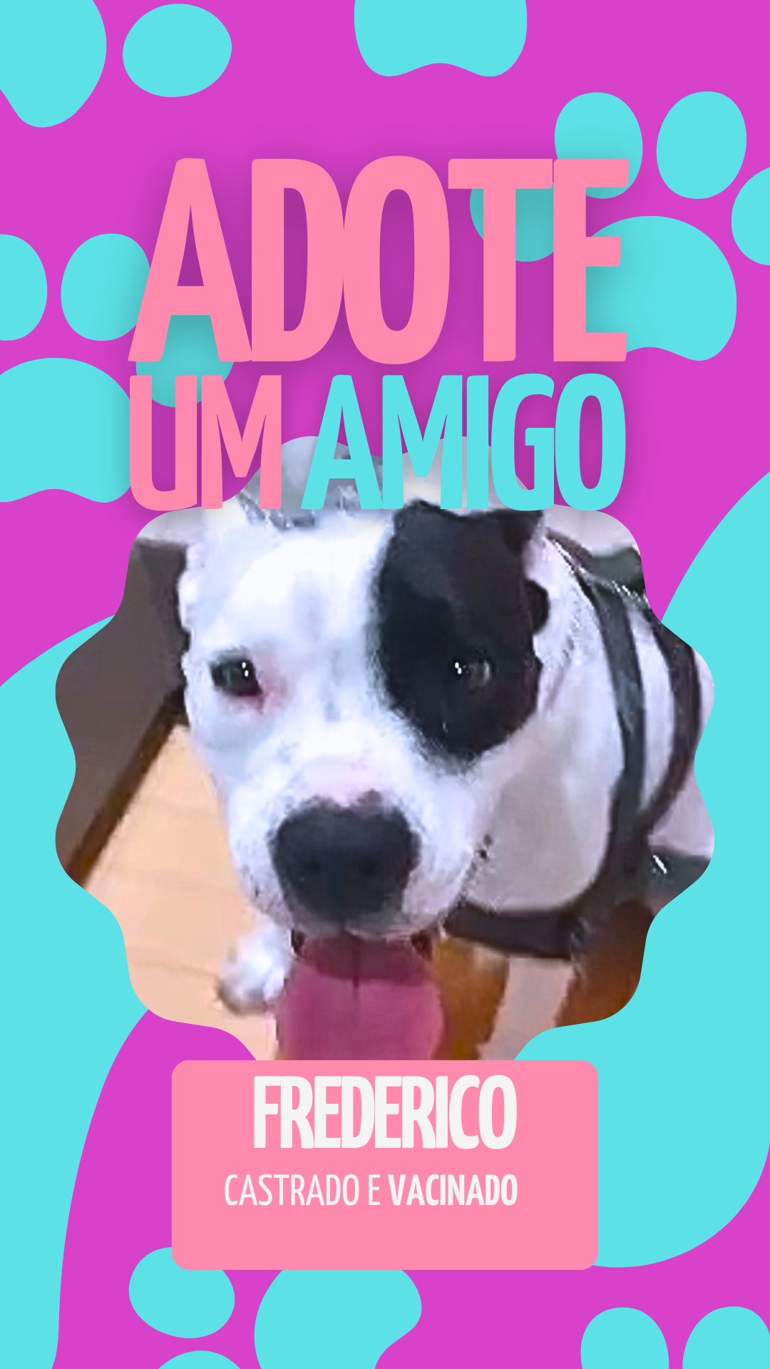 Portal Adocão Frederico Curitiba
