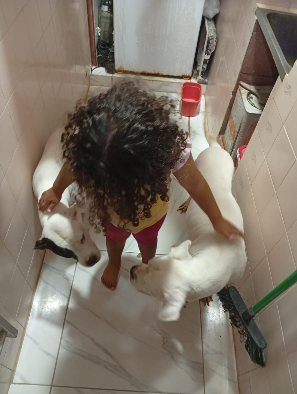 Portal Adocão Casal de Pitbull super doceis Recife