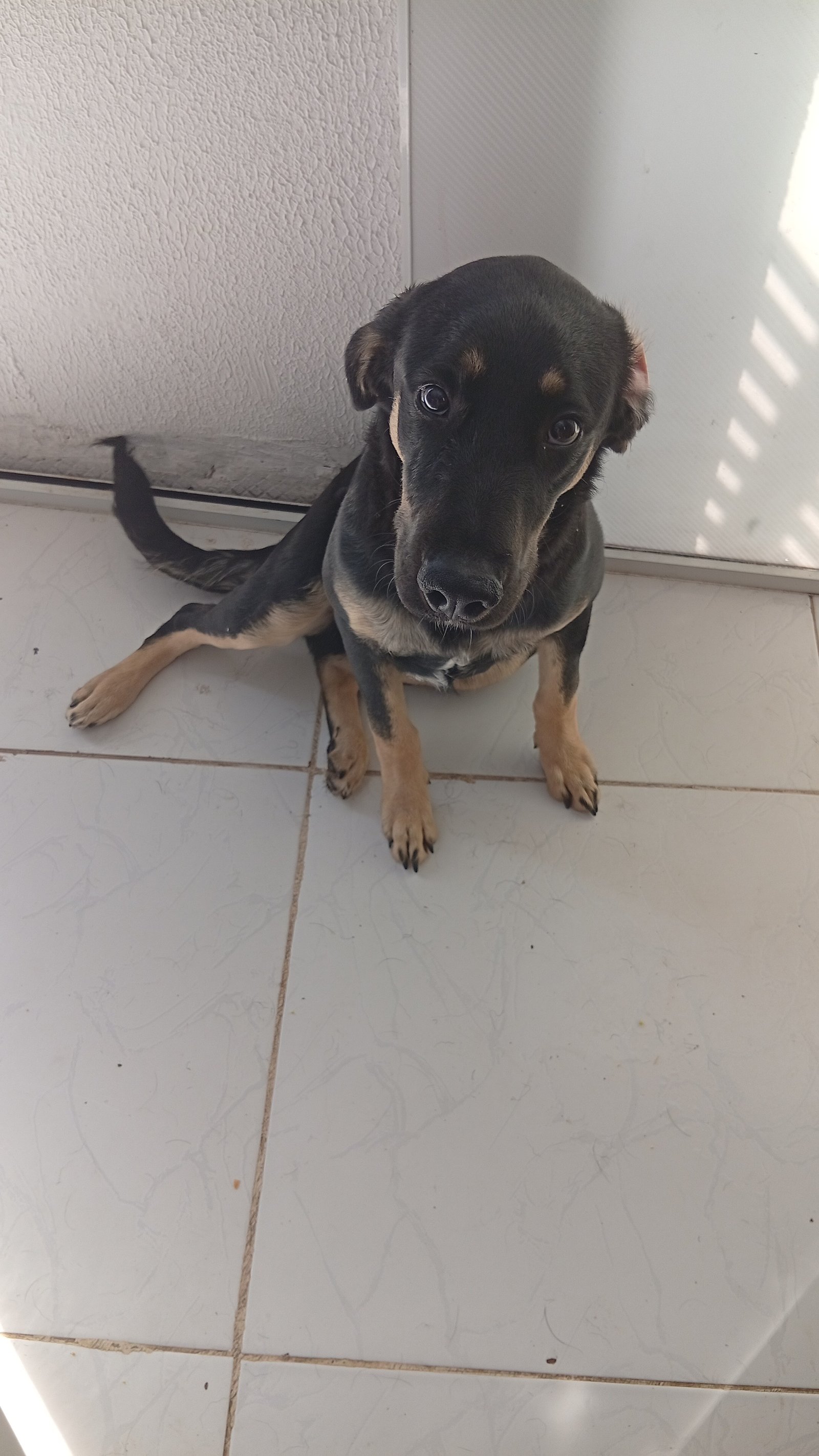 Portal Adocão Quero doa meu cachorro  Curitiba 