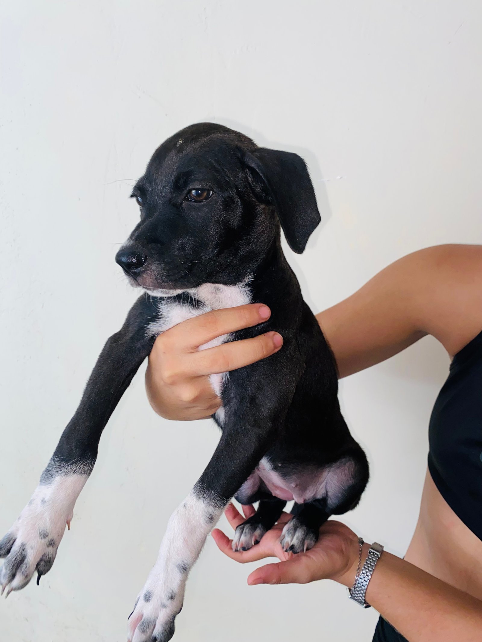 Portal Adocão Adoção de filhote de cachorro  Fortaleza