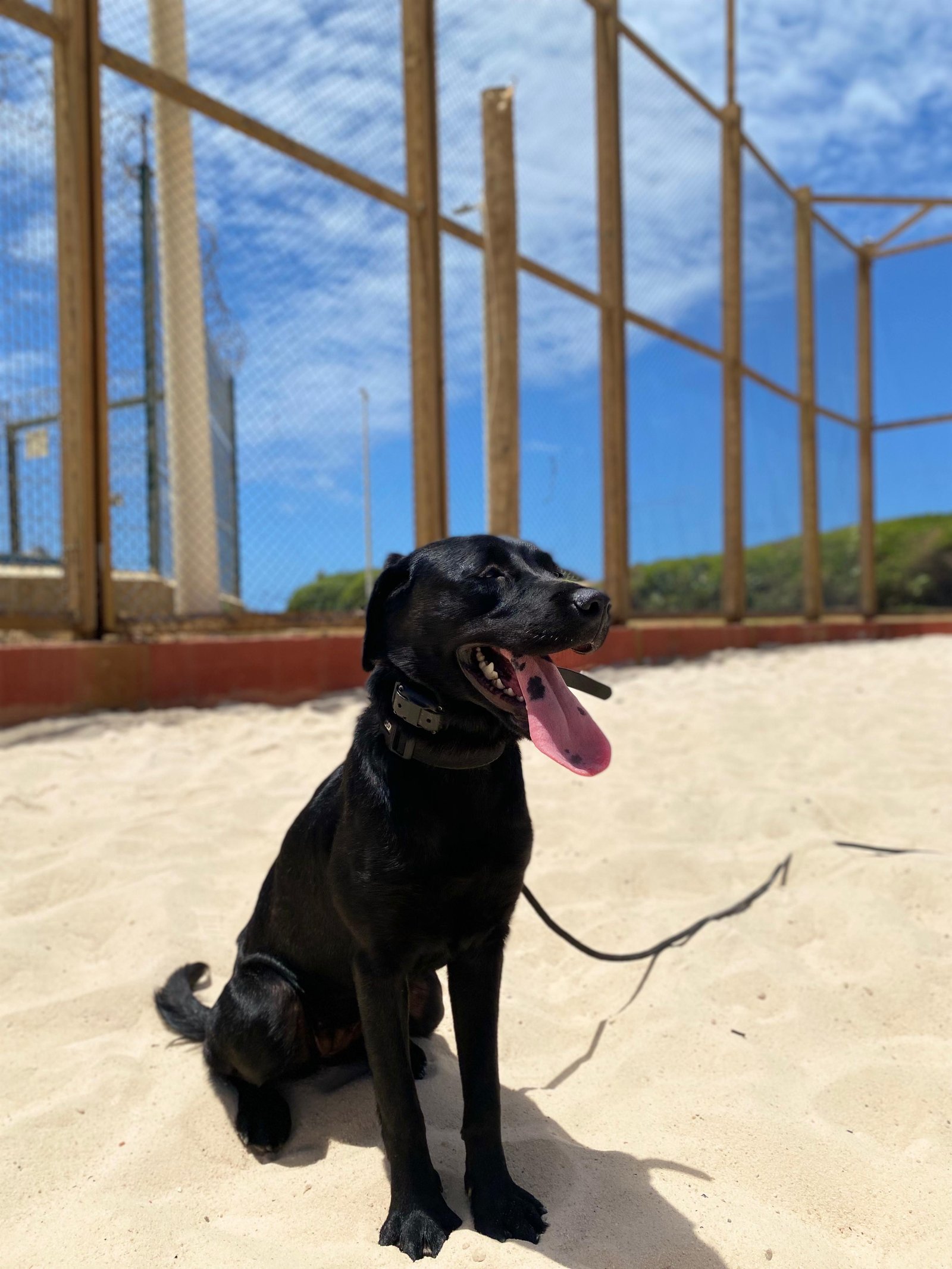 Portal Adocão Adoção cão  Salvador