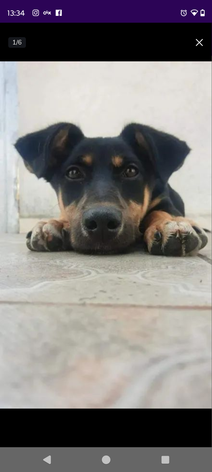 Portal Adocão Cachorrinho para adoção  Curitiba 