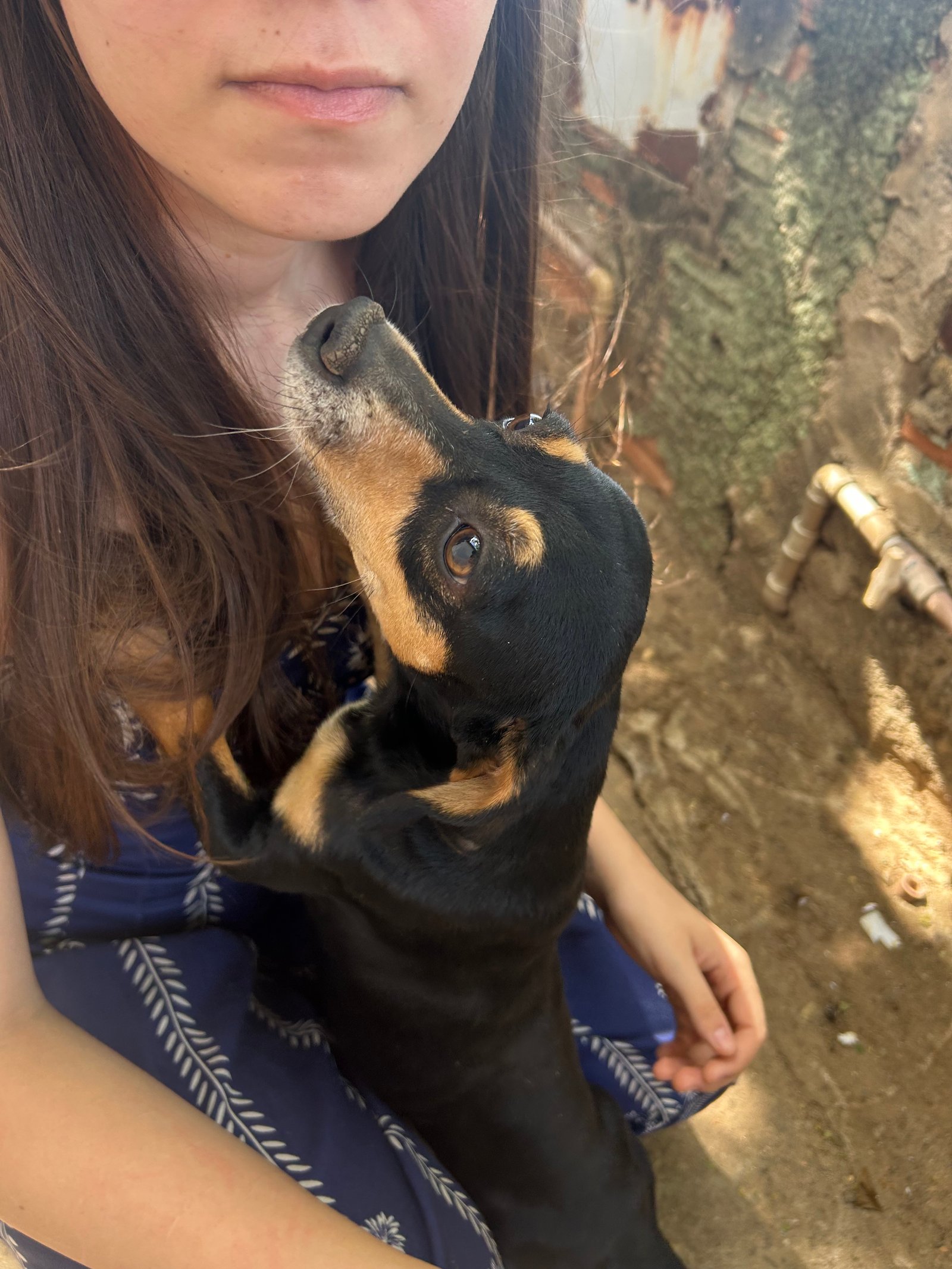 Portal Adocão Adoção cachorrinha fêmea  Goiânia 