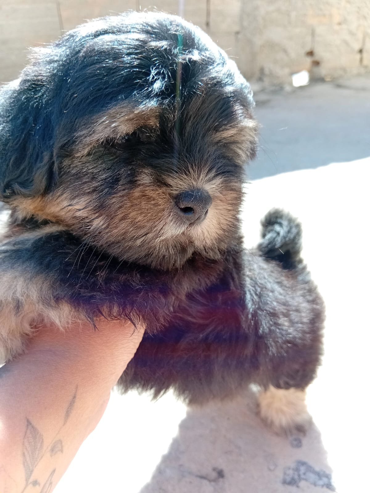 Portal Adocão Filhote de lhasa apso  Conselheiro Lafaiete 