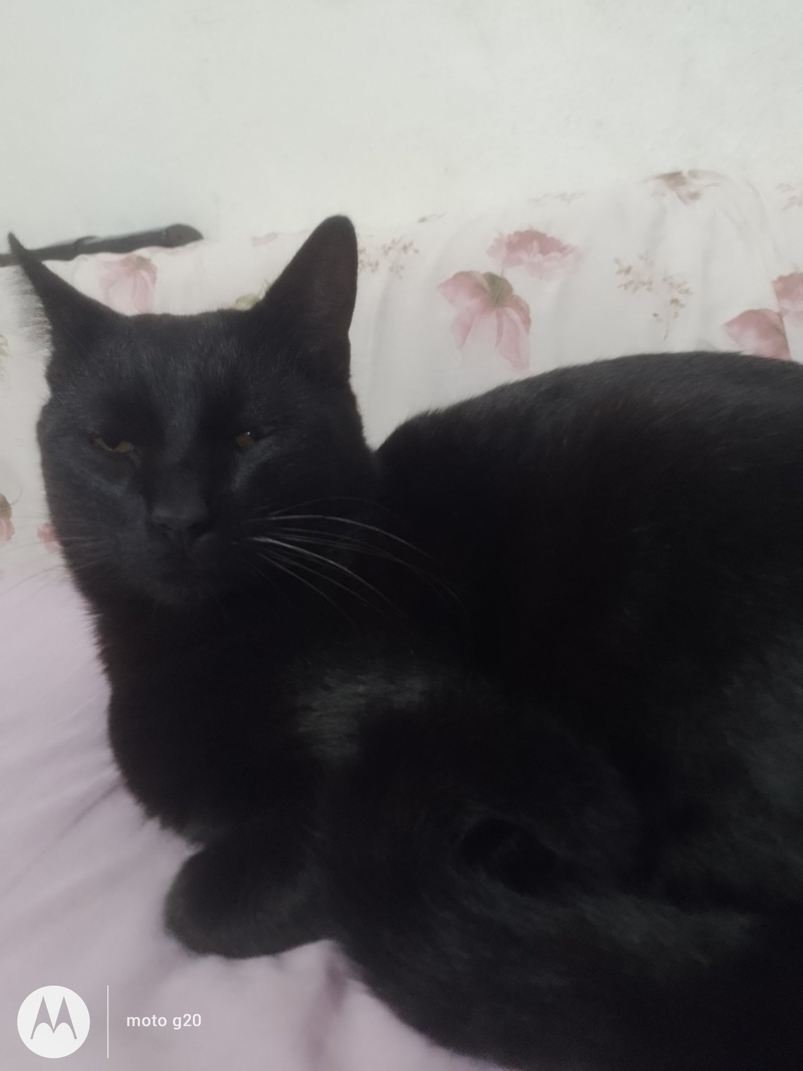 Portal Adocão Gato adulto macho Colombo 