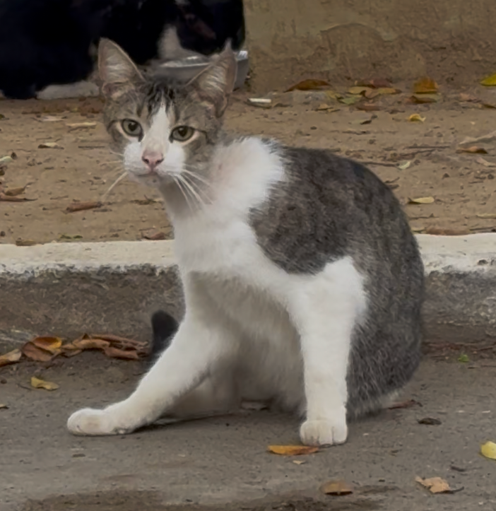 Portal Adocão Leo - gatinho doce para adoção ou lar temporário  Rio de Janeiro 