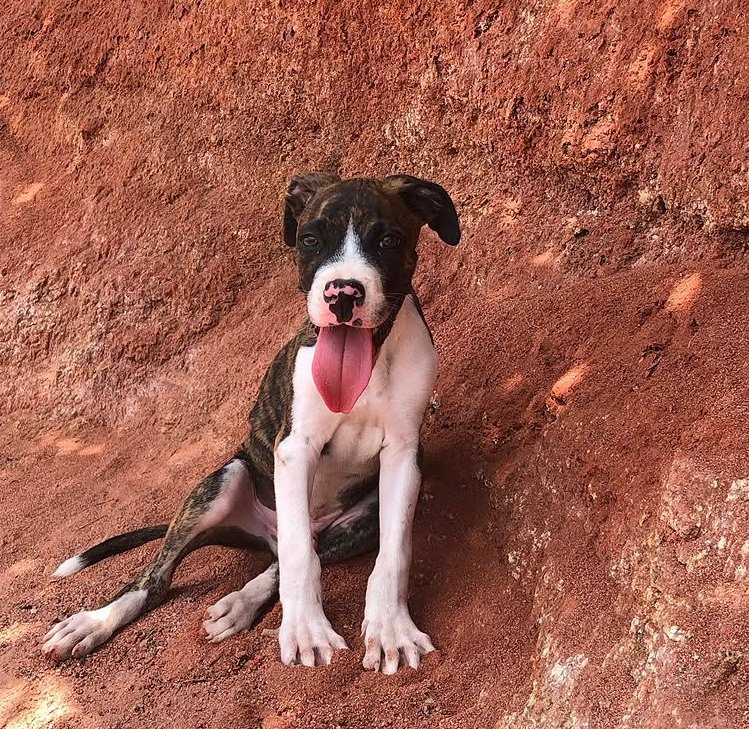 Portal Adocão Doação Lindo filhote de Boxer Guarapari 