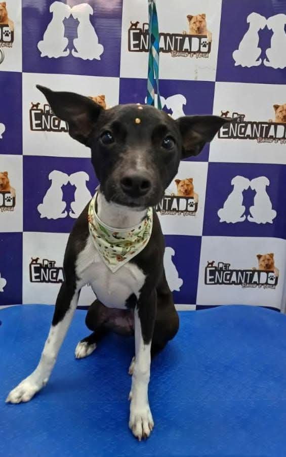 Portal Adocão estou doando esse cachorro vira-lata misturado com Pitbull  fêmea tem 2 anos Não estranha nenhum outro tipo de anima, Super dócia, Muito Brincalhona Campo Grande rj   Rio de Janeiro
