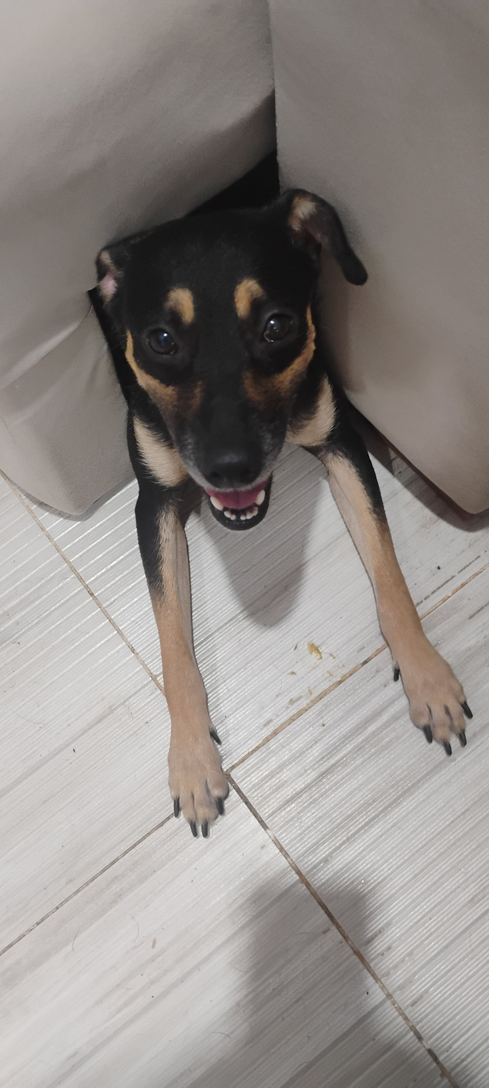 Portal Adocão Doar um cachorro  Salvador