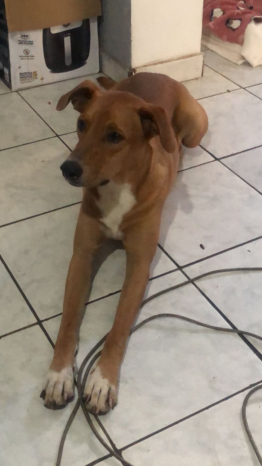 Portal Adocão Adoção Cachorro Macho Goiânia
