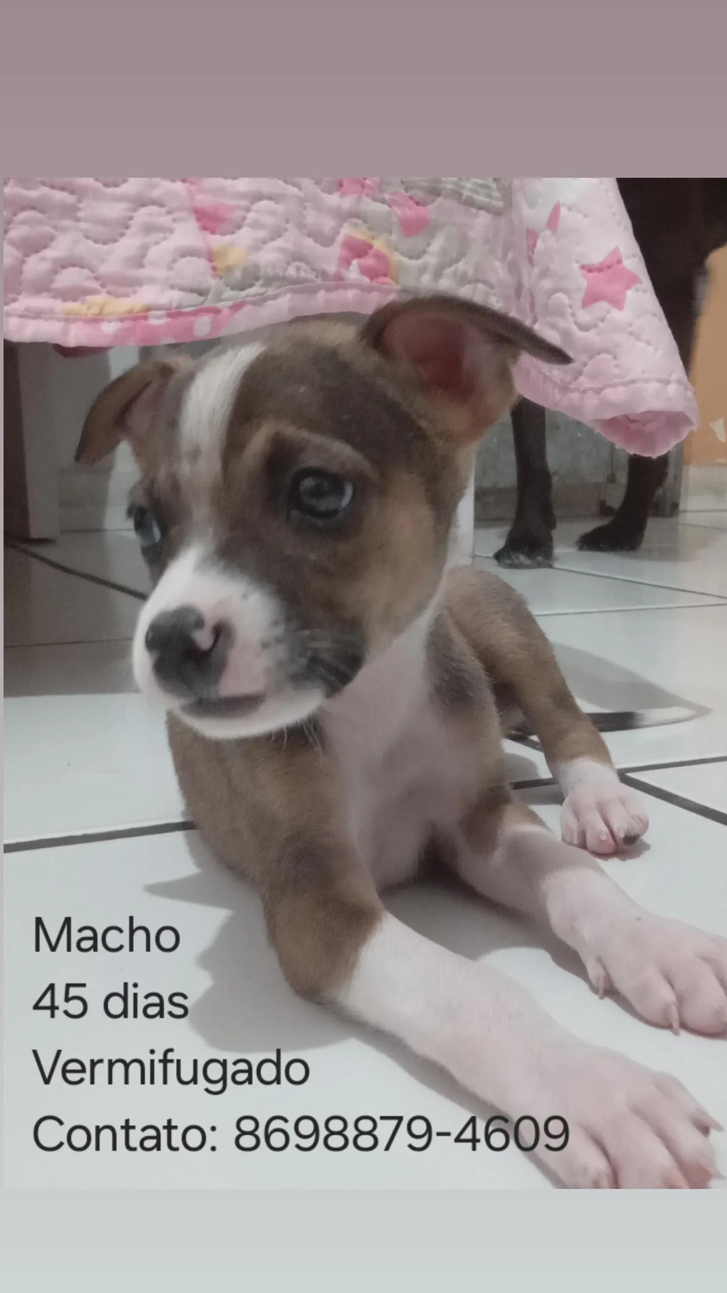 Portal Adocão Filhotes para Adoção  Teresina