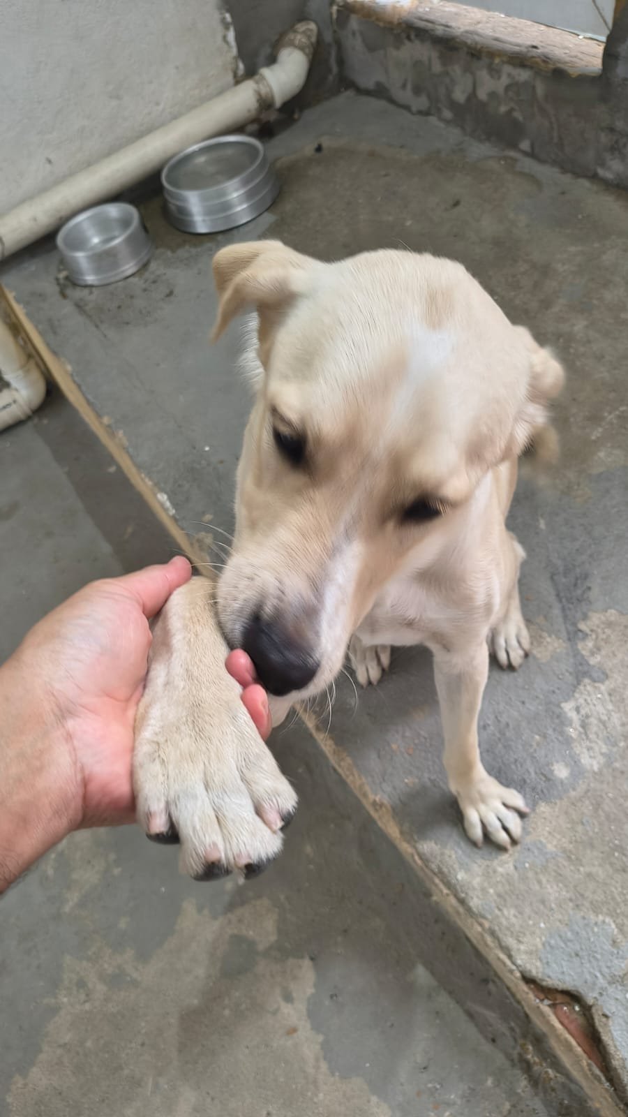 Portal Adocão Adote esse lindo cachorro resgatado e cuidado Rio de Janeiro