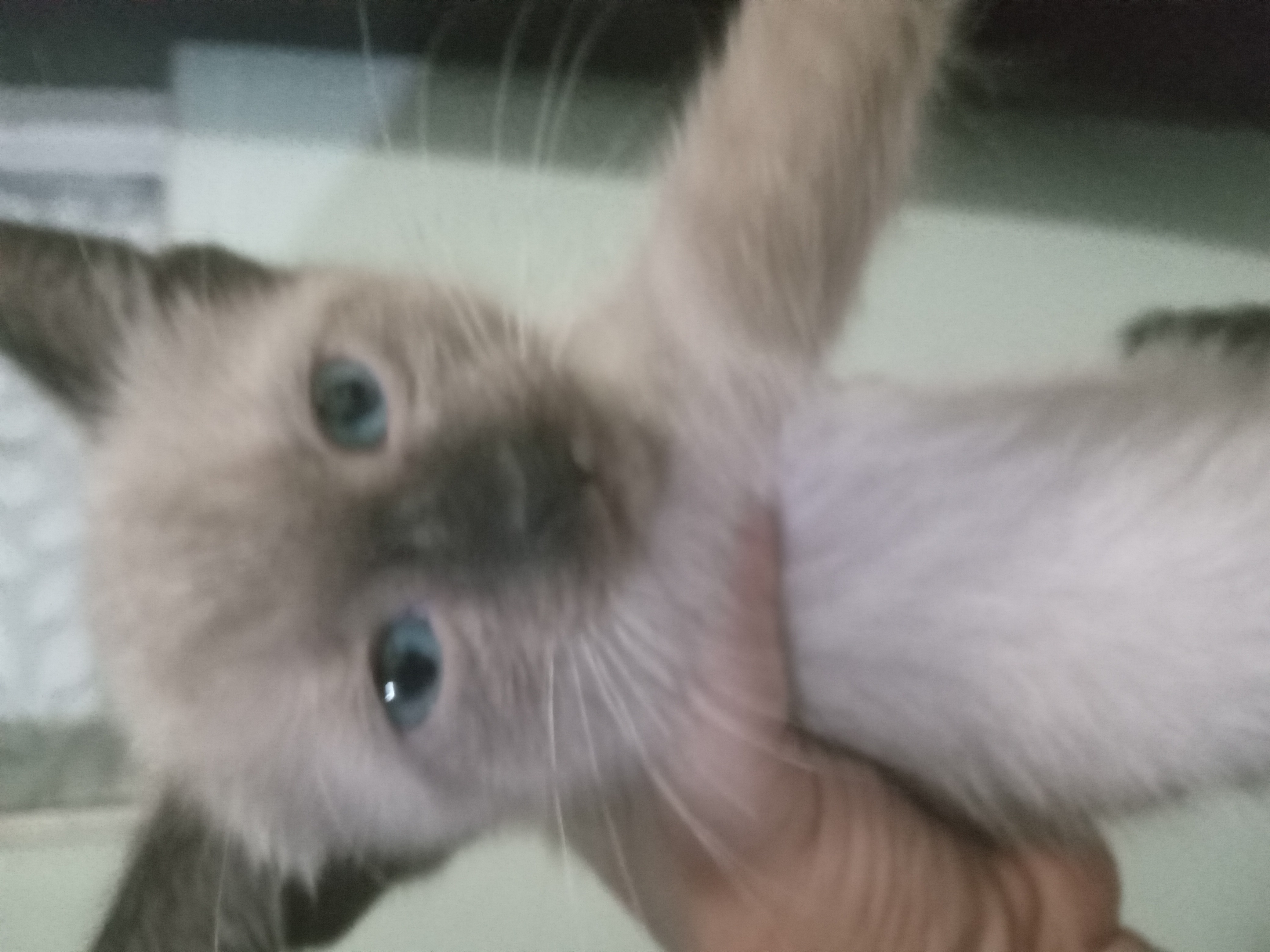 Portal Adocão Doa se linda gatinha! Londrina