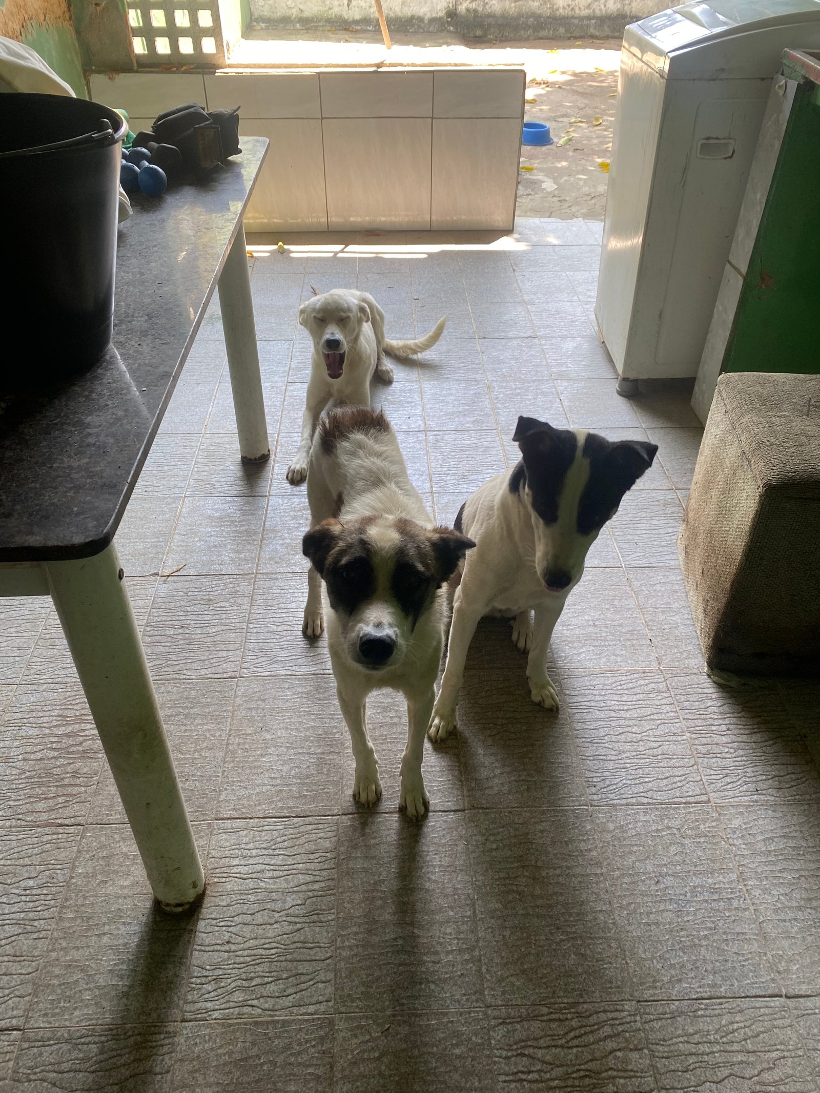 Portal Adocão Cachorros pra adoção  Parnamirim 