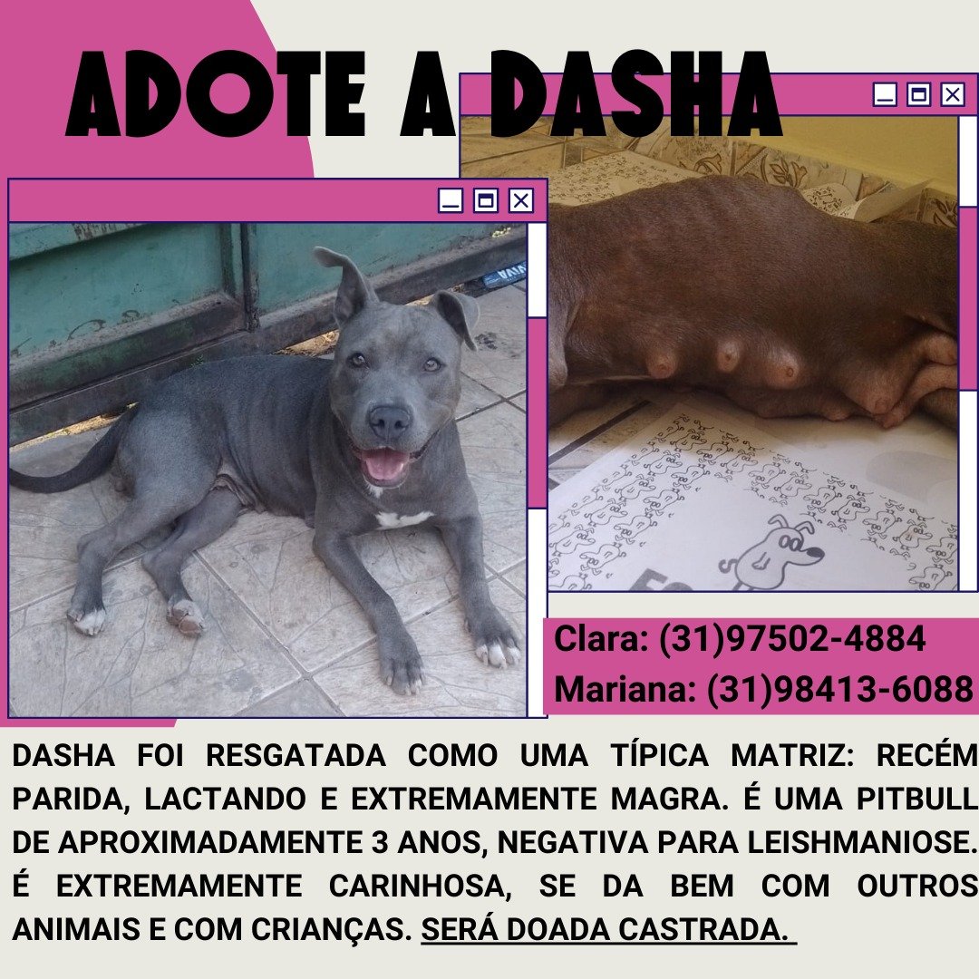 Portal Adocão Câo para adoção Contagem