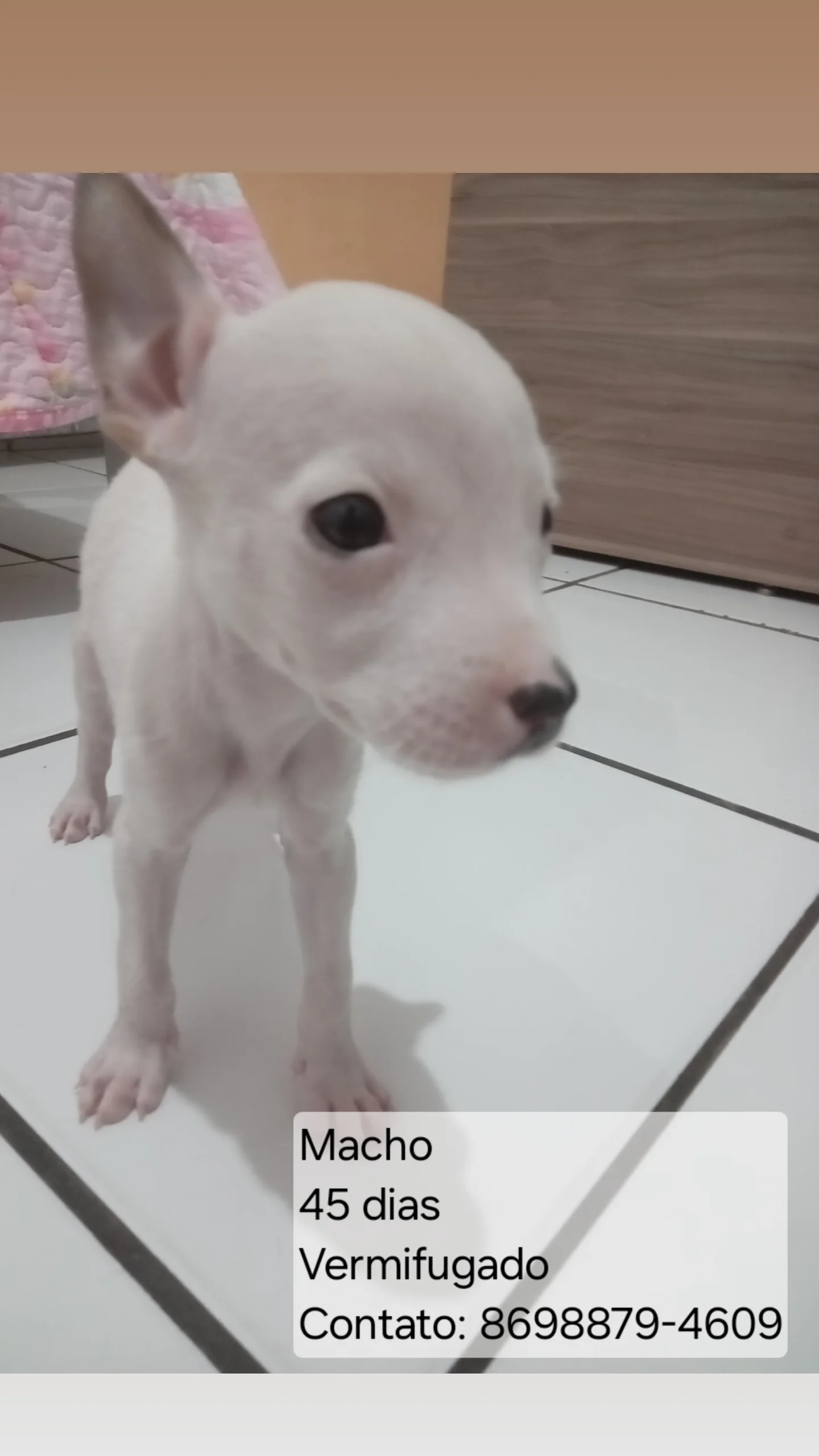 Portal Adocão Filhotes para Adoção  Teresina