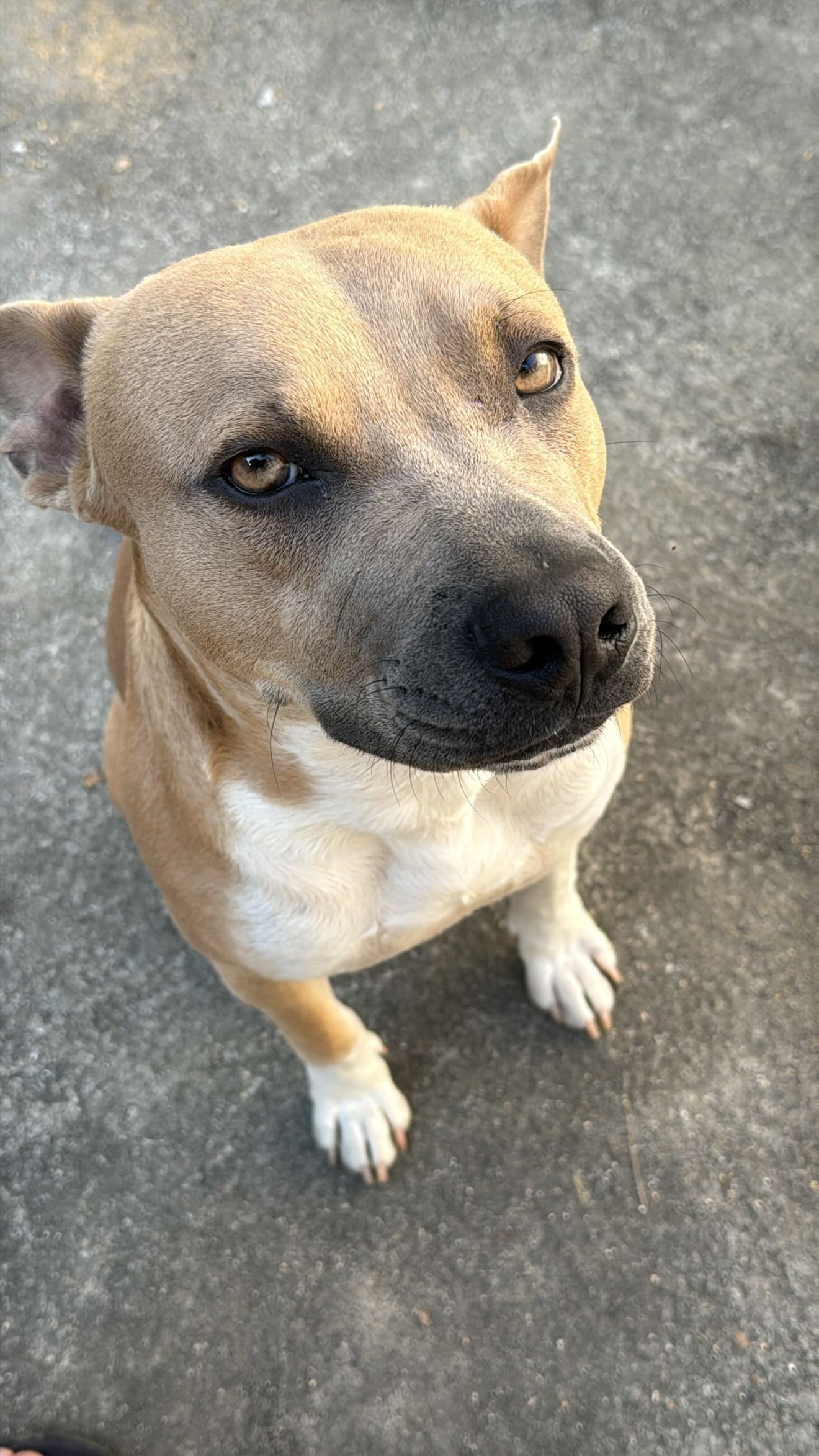 Portal Adocão Filhote de Cachorro de 1 ano  Rio de Janeiro