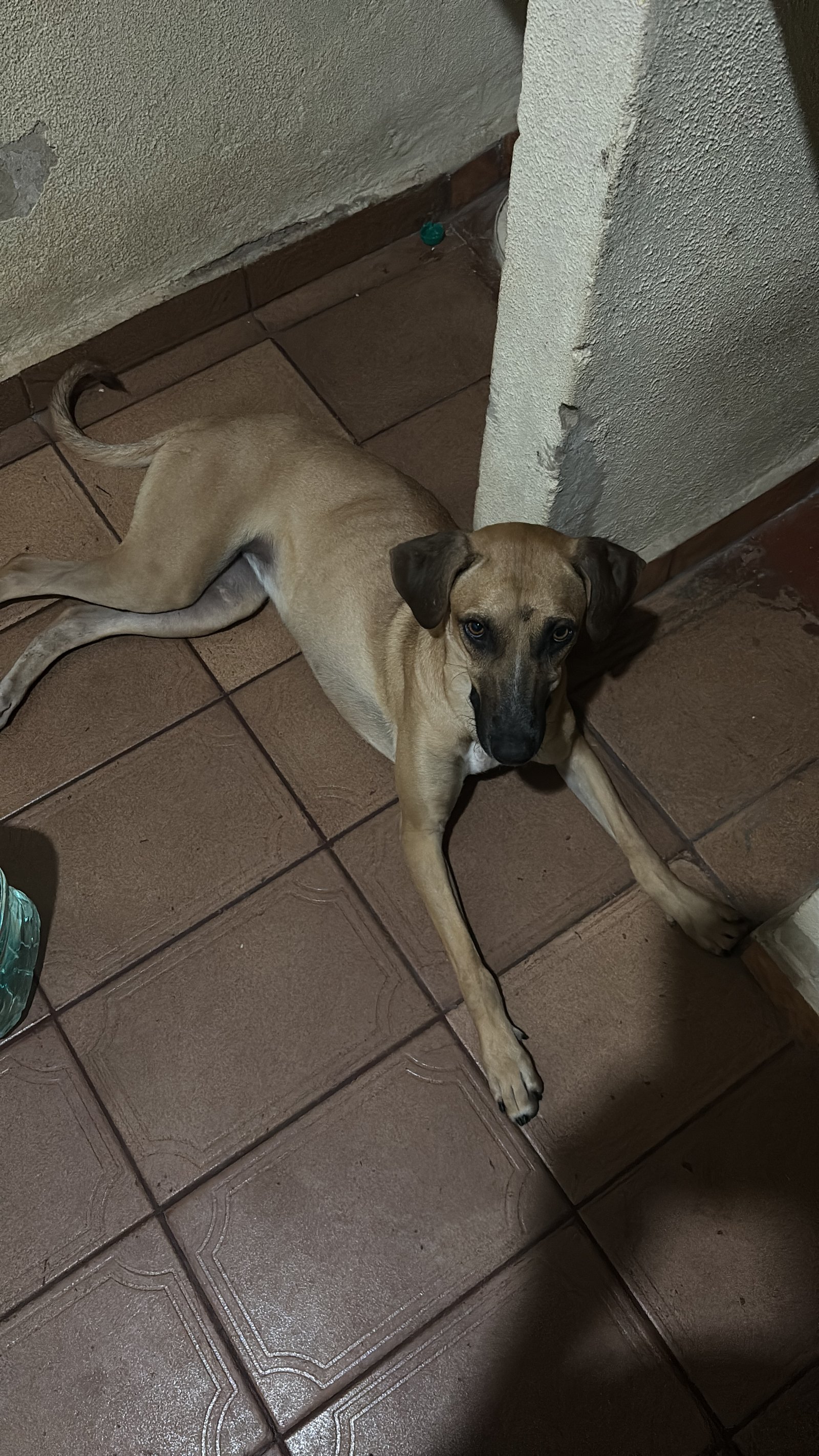 Portal Adocão Cachorrinha para adoção  Goiânia 