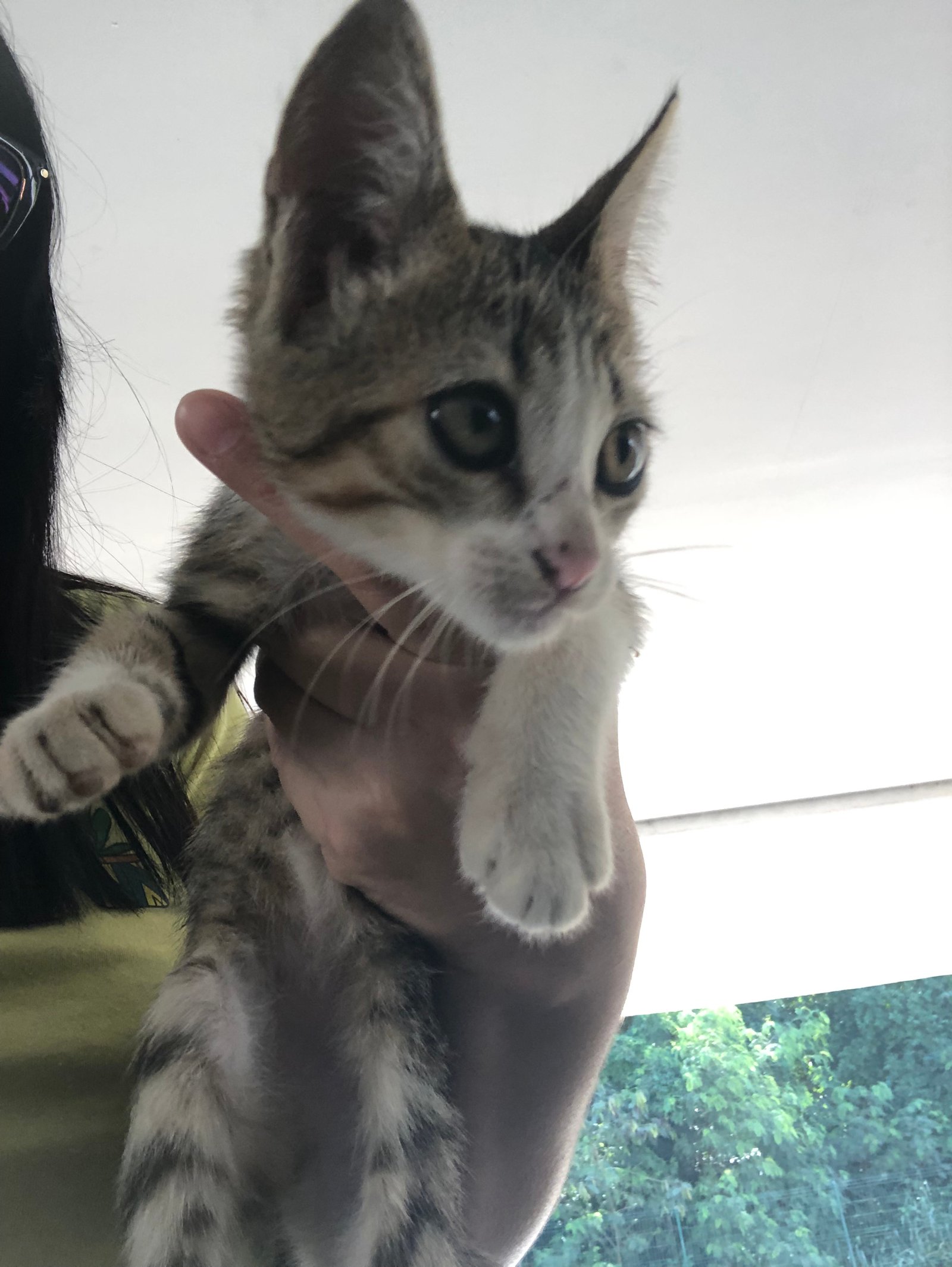 Portal Adocão Adoção gatinhas femeas  Nova Iguaçu