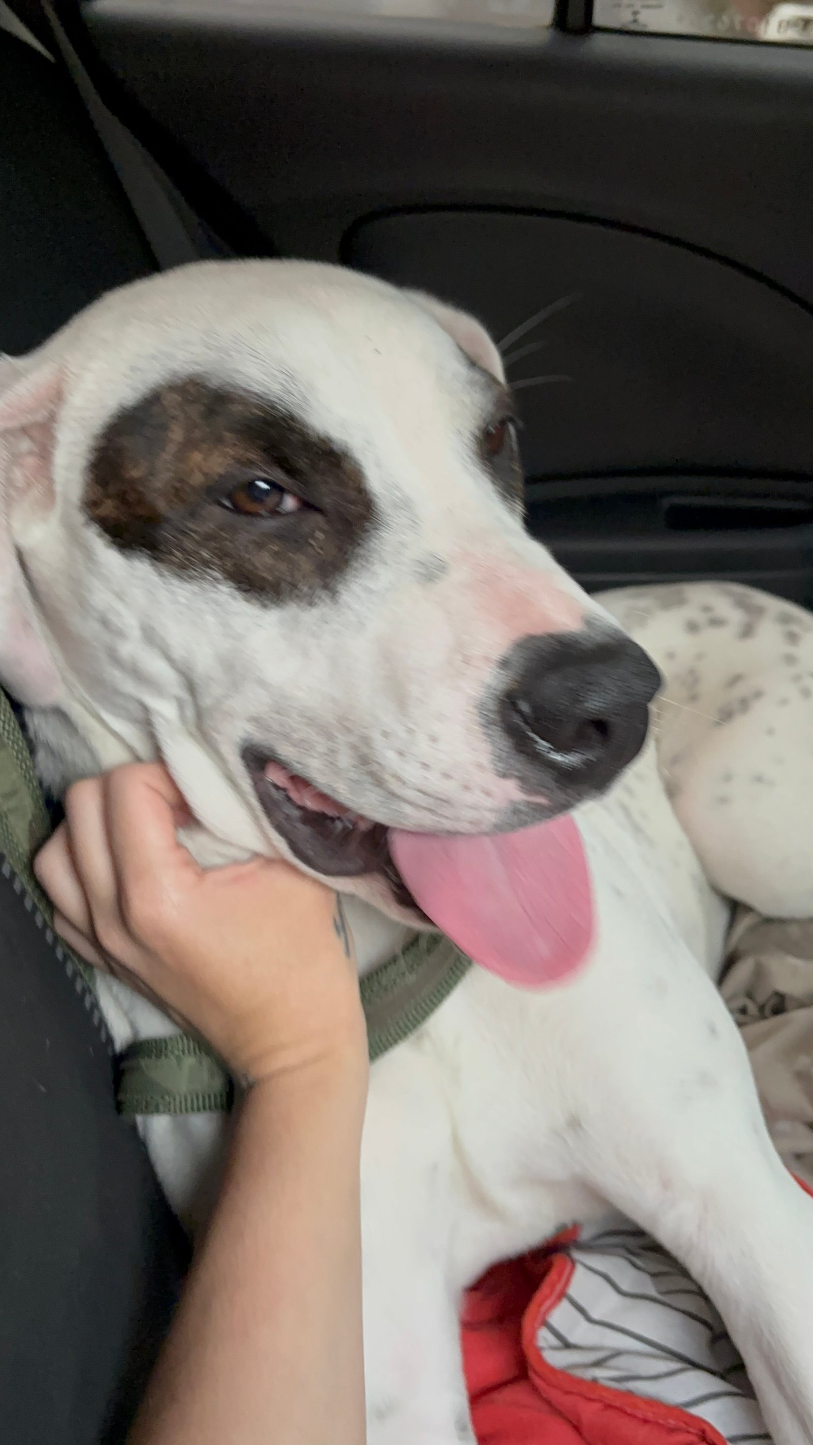 Portal Adocão Dogo Argentino  São Paulo 