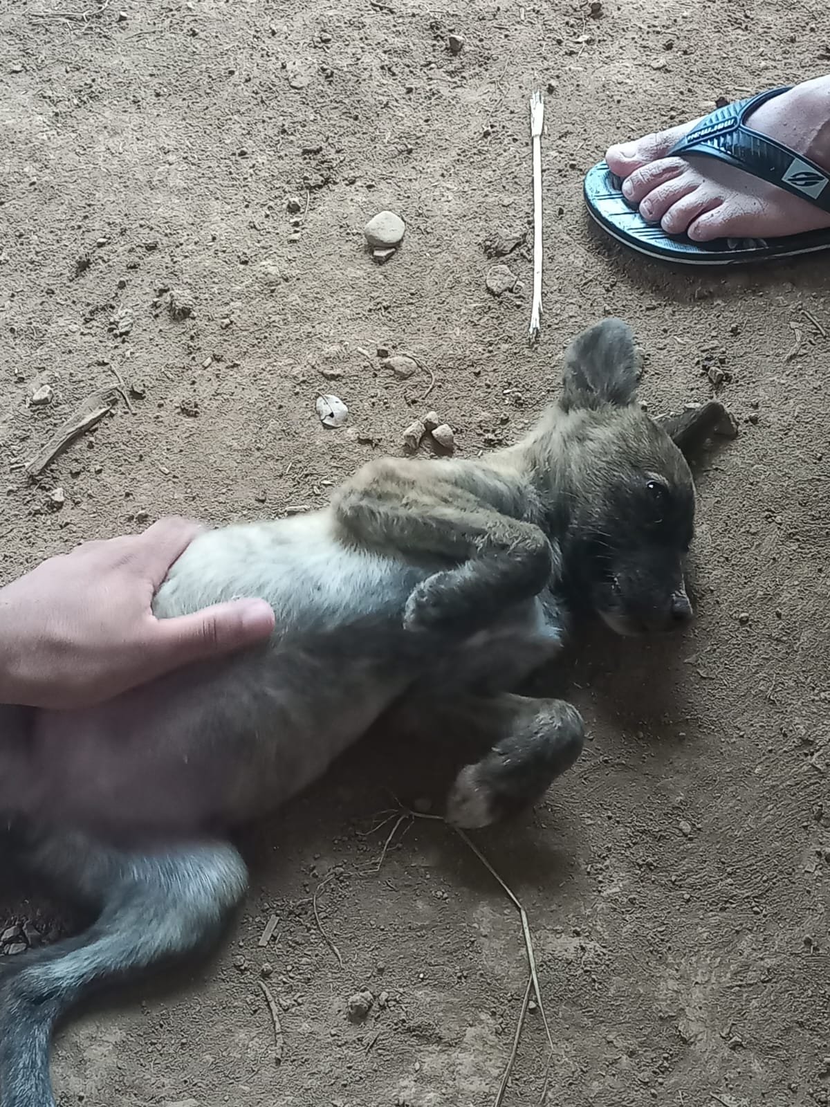 Portal Adocão Filhote de cão abandonado Canoas