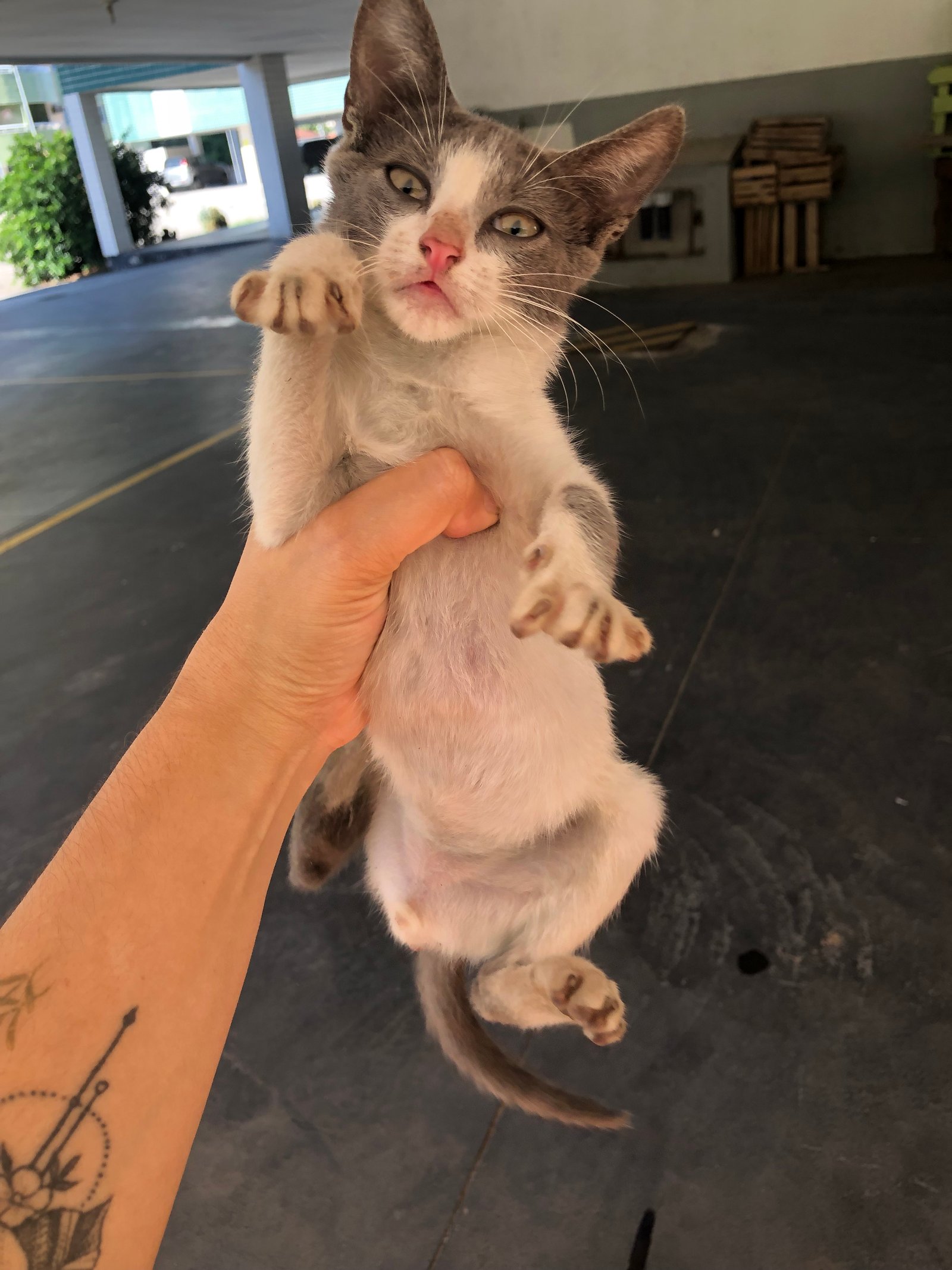 Portal Adocão Adoção gatinhas femeas  Nova Iguaçu
