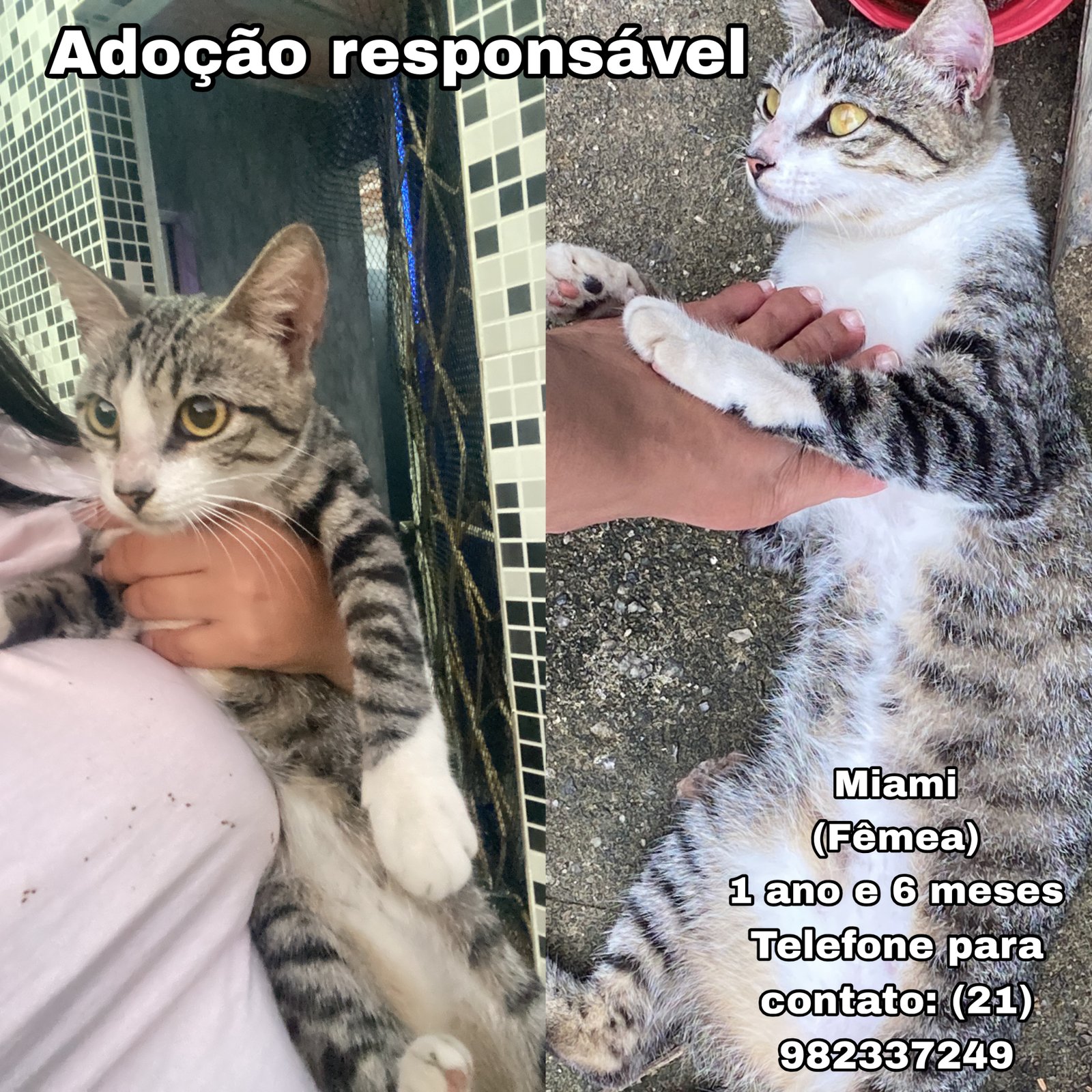 Portal Adocão Adoção responsável  São Gonçalo 