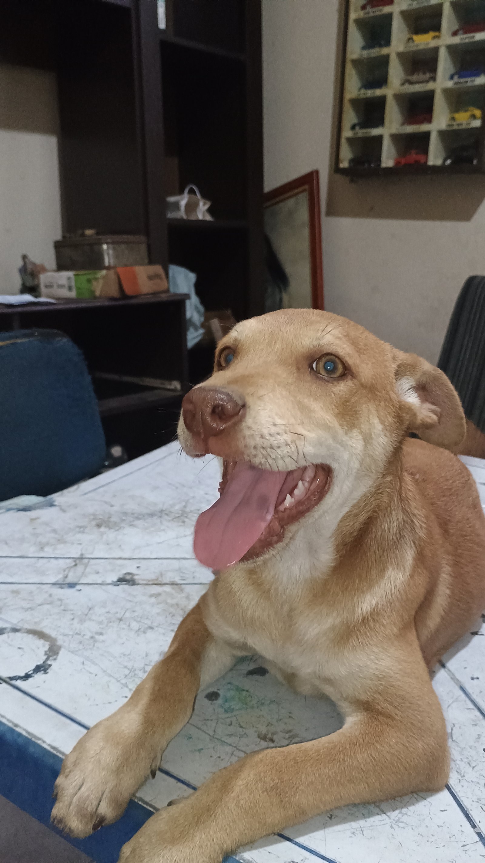 Portal Adocão Doação de filhote  Niterói