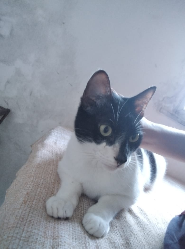 Portal Adocão Gato frajola para adoção  Salvador