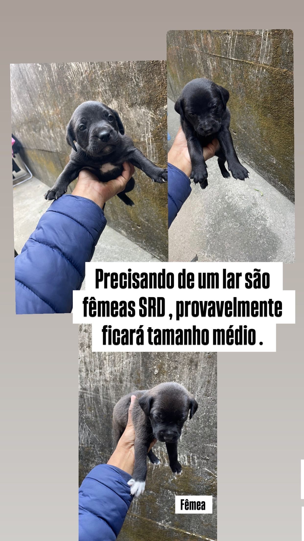 Portal Adocão 3 cachorrinhas precisando de um lar  Belo Horizonte 