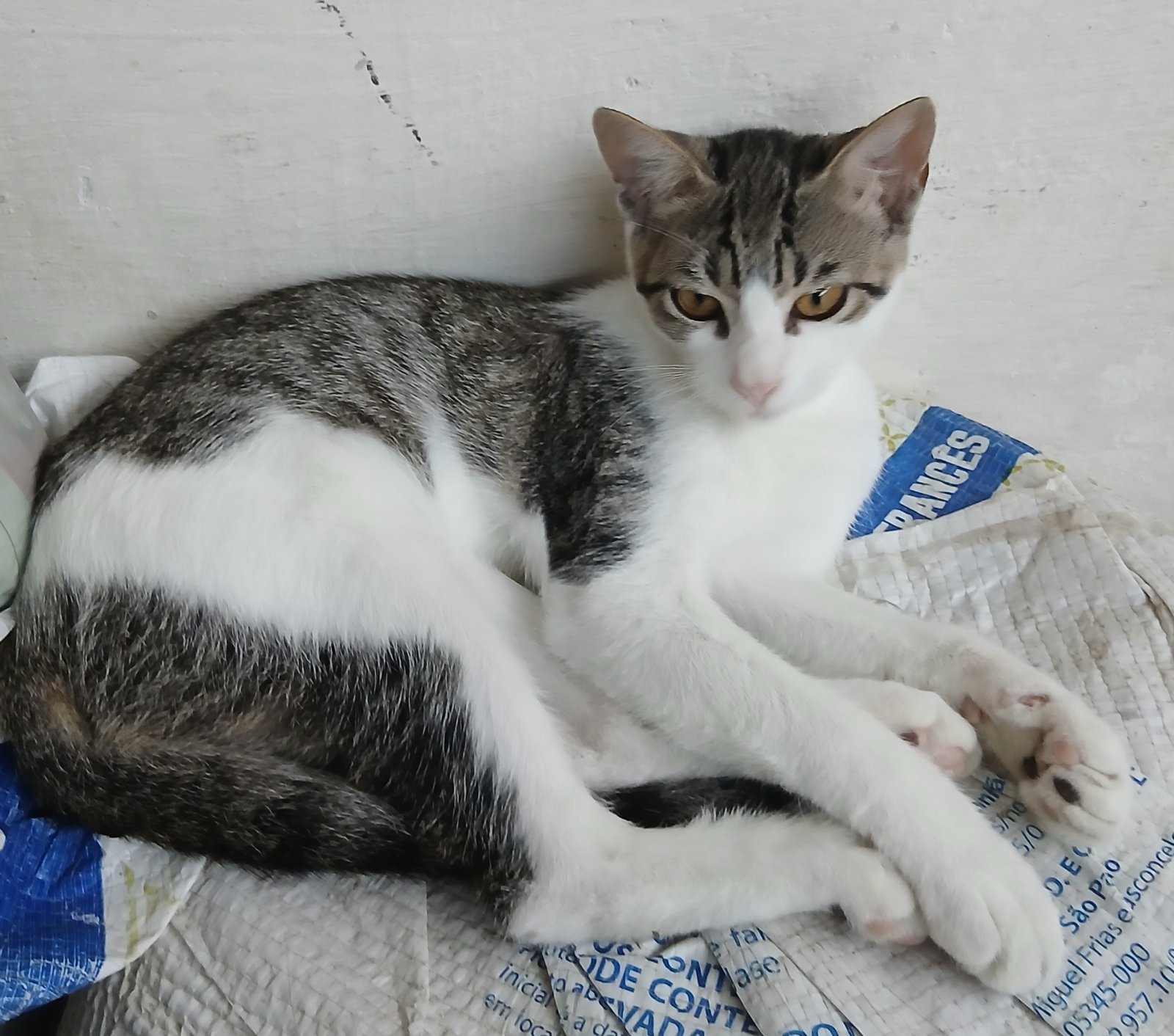 Portal Adocão 2 irmãos brincalhões  Olinda