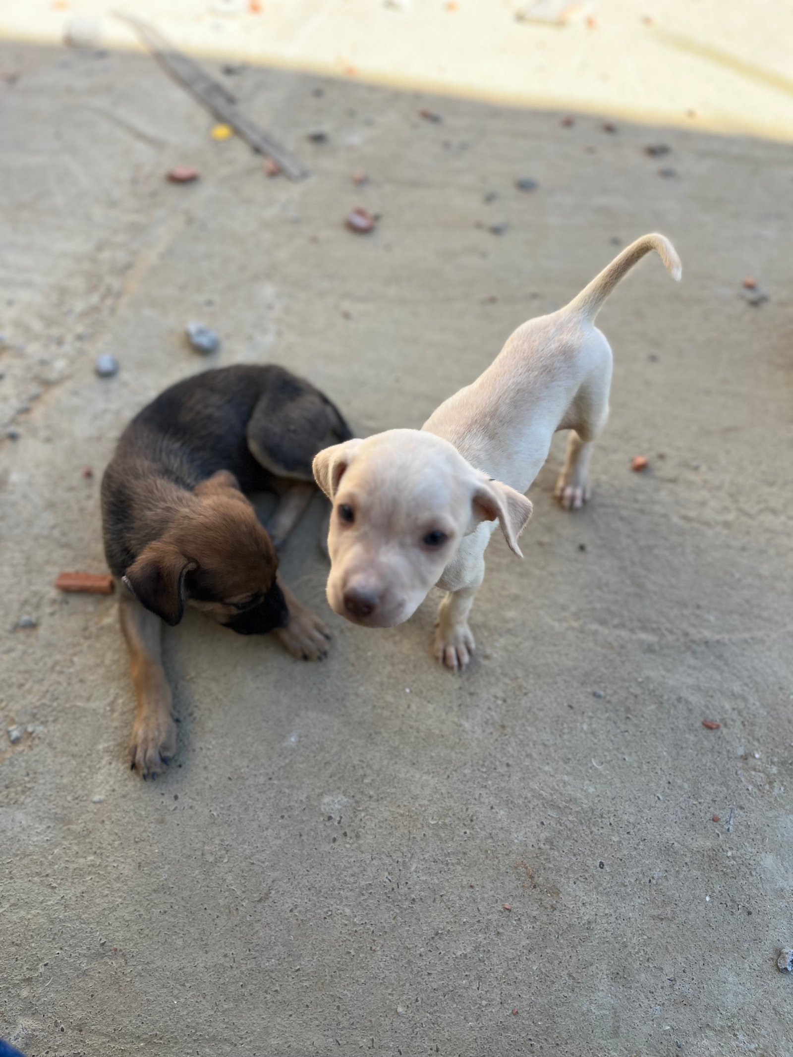 Portal Adocão Cachorrinhas fêmeas  Bom jesus da lapa 