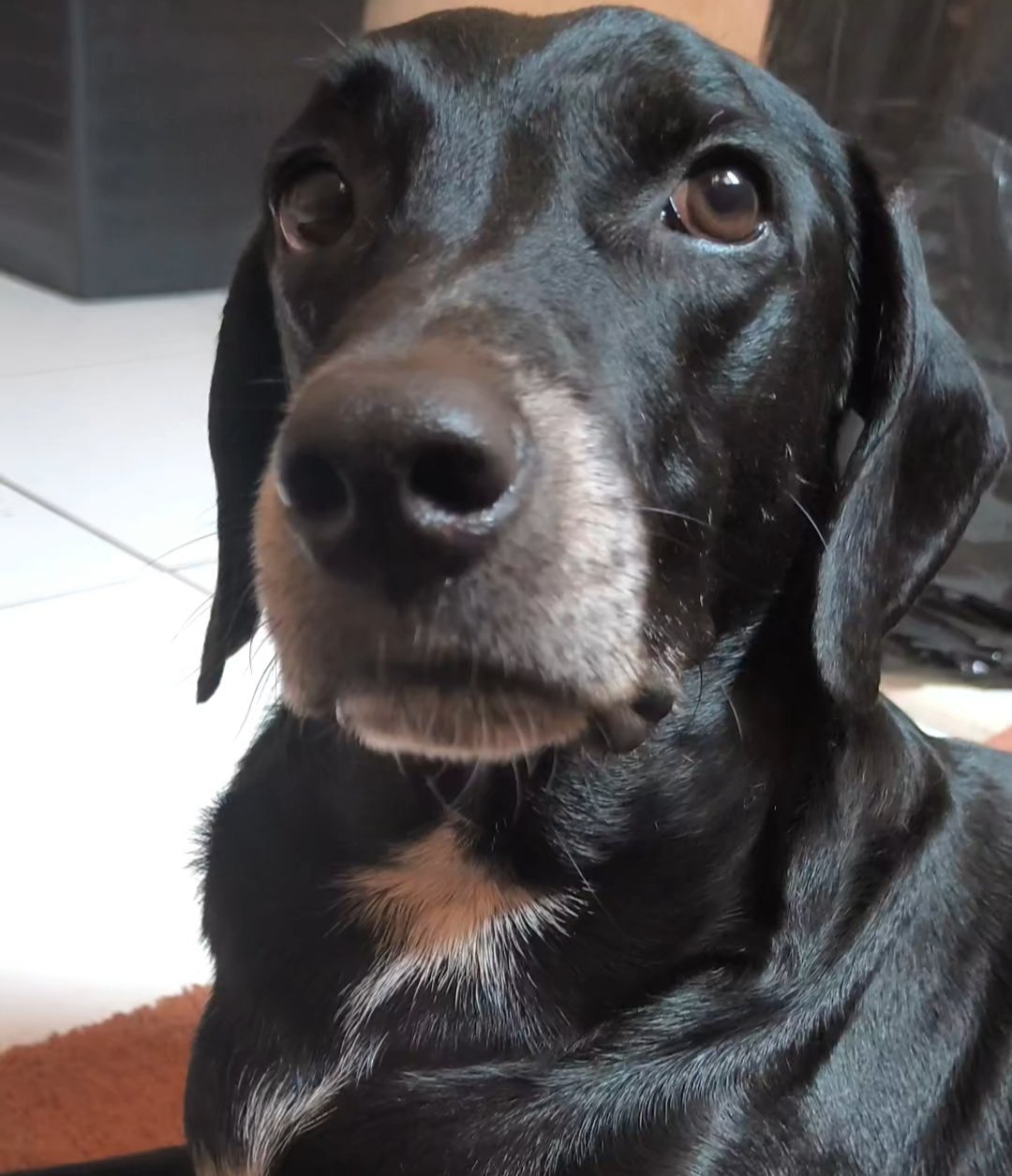 Portal Adocão Adoção responsável! Jacobina