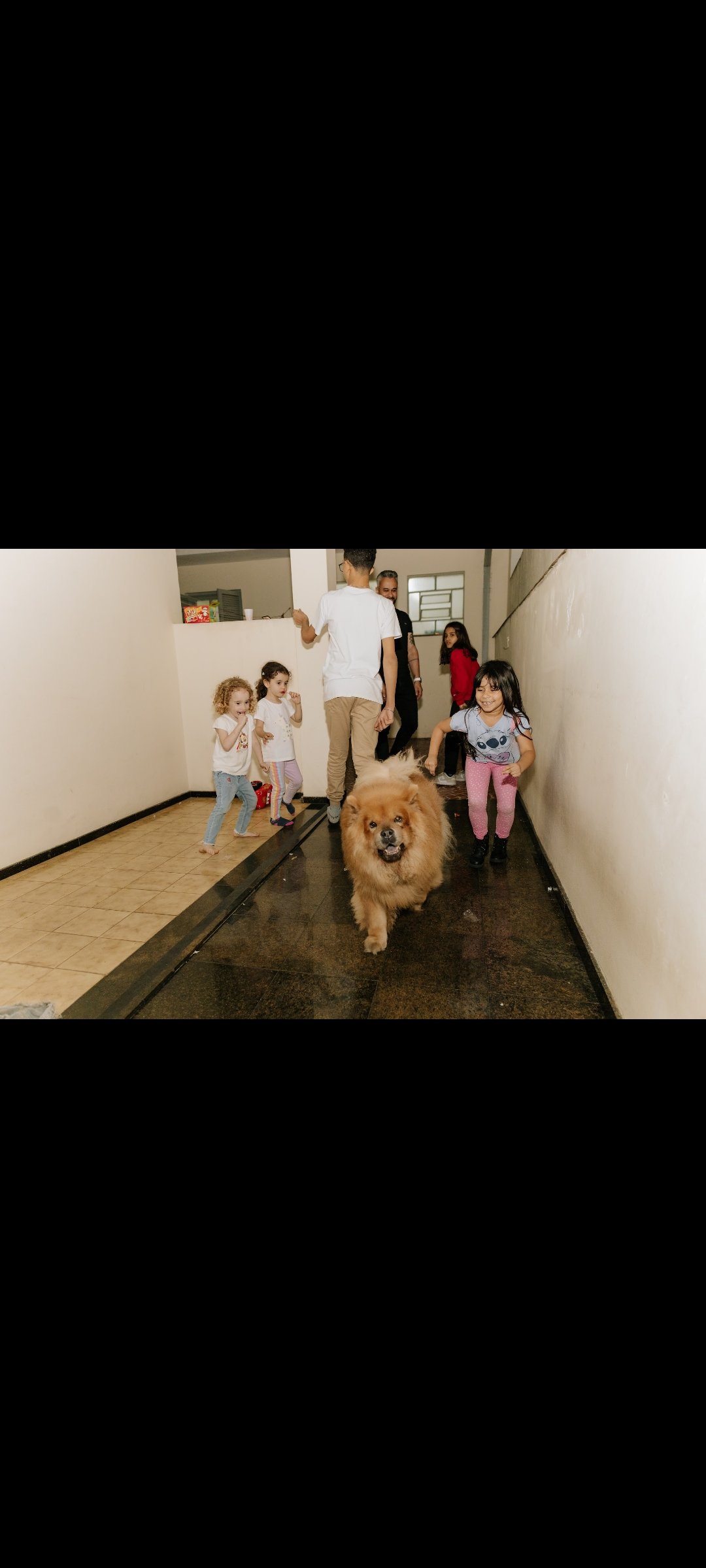 Portal Adocão Adoção de Chow Chow  São Paulo 