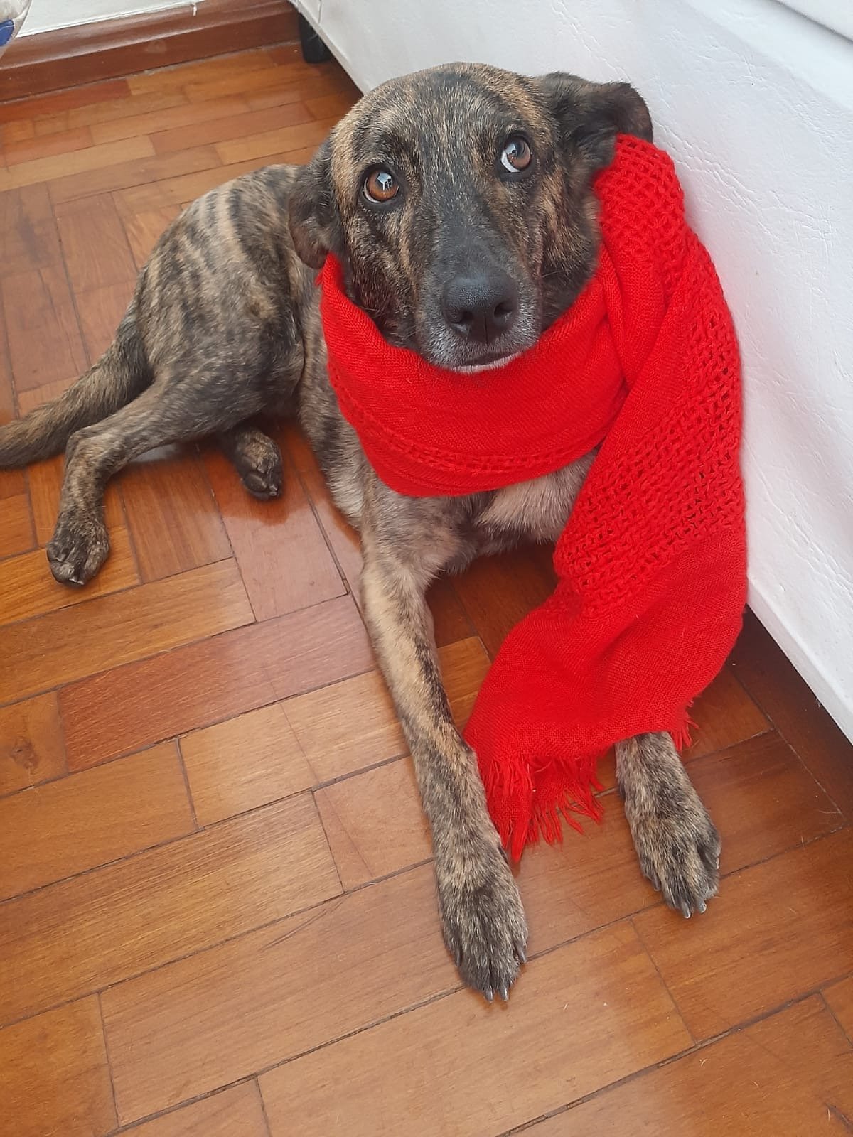 Portal Adocão Barney! Em busca de um lar.  Belo Horizonte