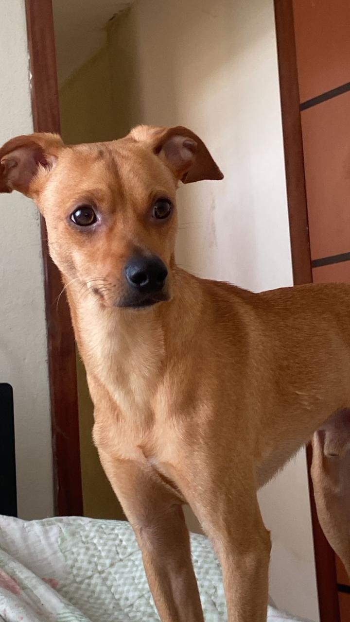 Portal Adocão Estou doando  Belo Horizonte