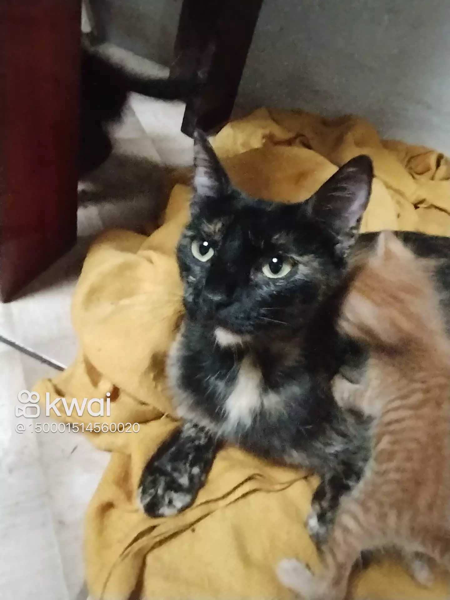 Portal Adocão Gatos doa_se Londrina 