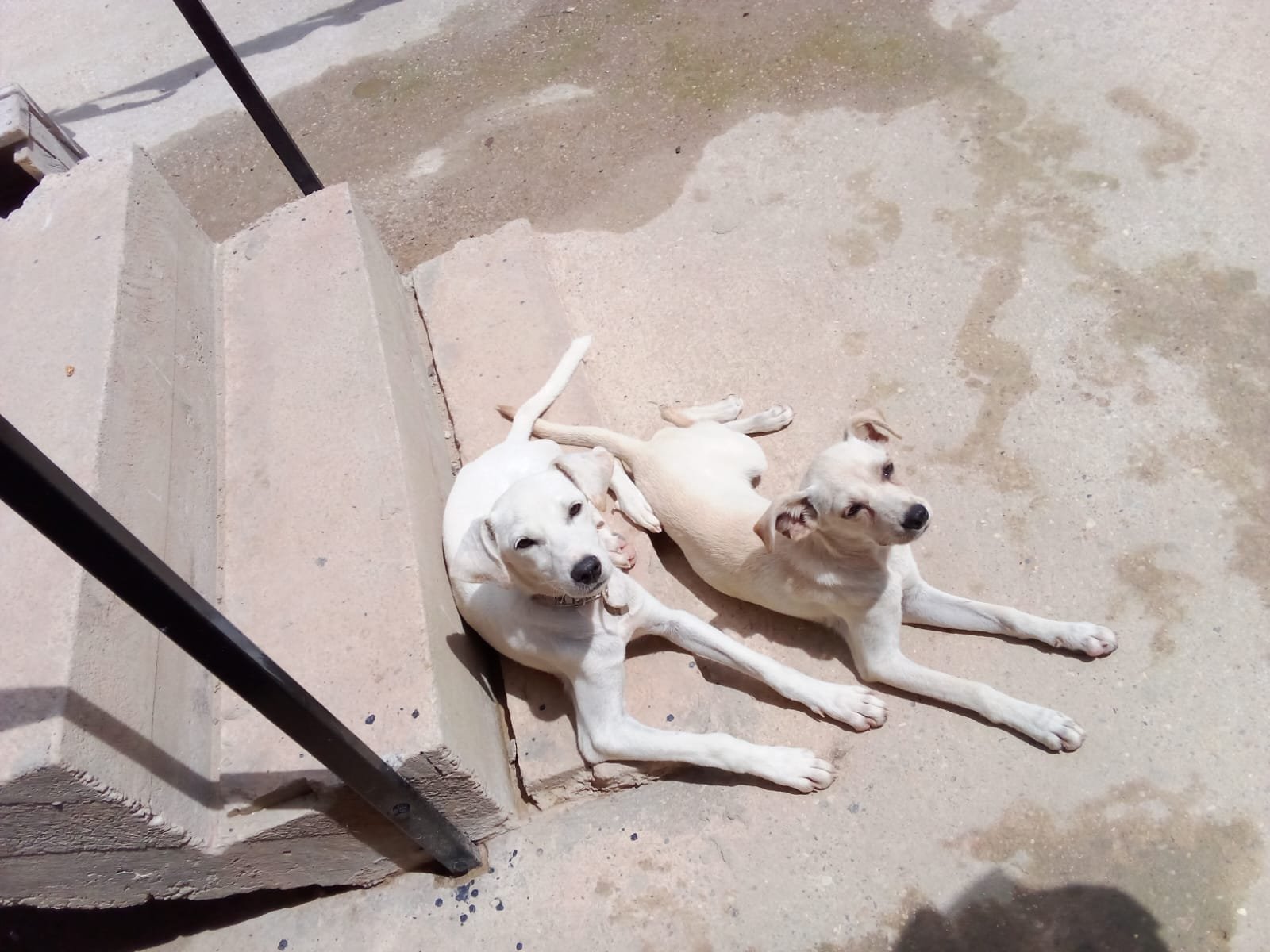 Portal Adocão Filhotes de cachorros pra adoção  Manaus