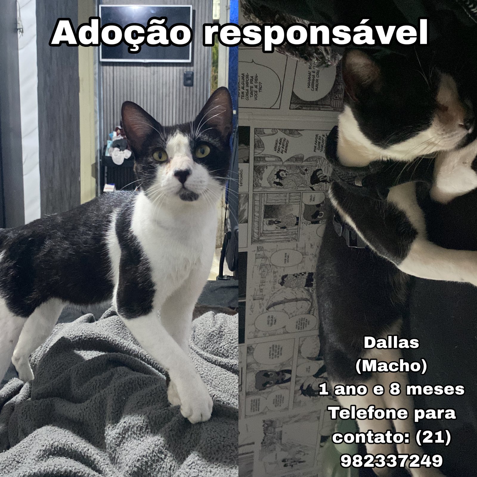Portal Adocão Adoção responsável  São Gonçalo 