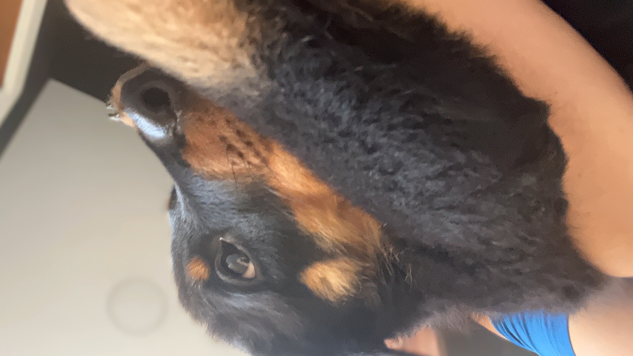 Portal Adocão Amigo peludo! Itaipuaçu 