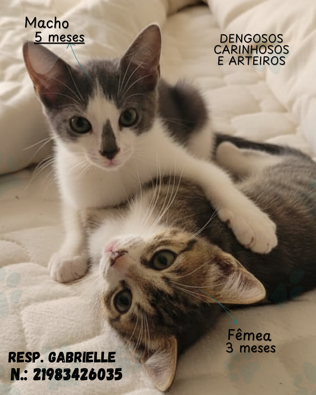 Portal Adocão Adoção gatos filhotes Duque de Caxias