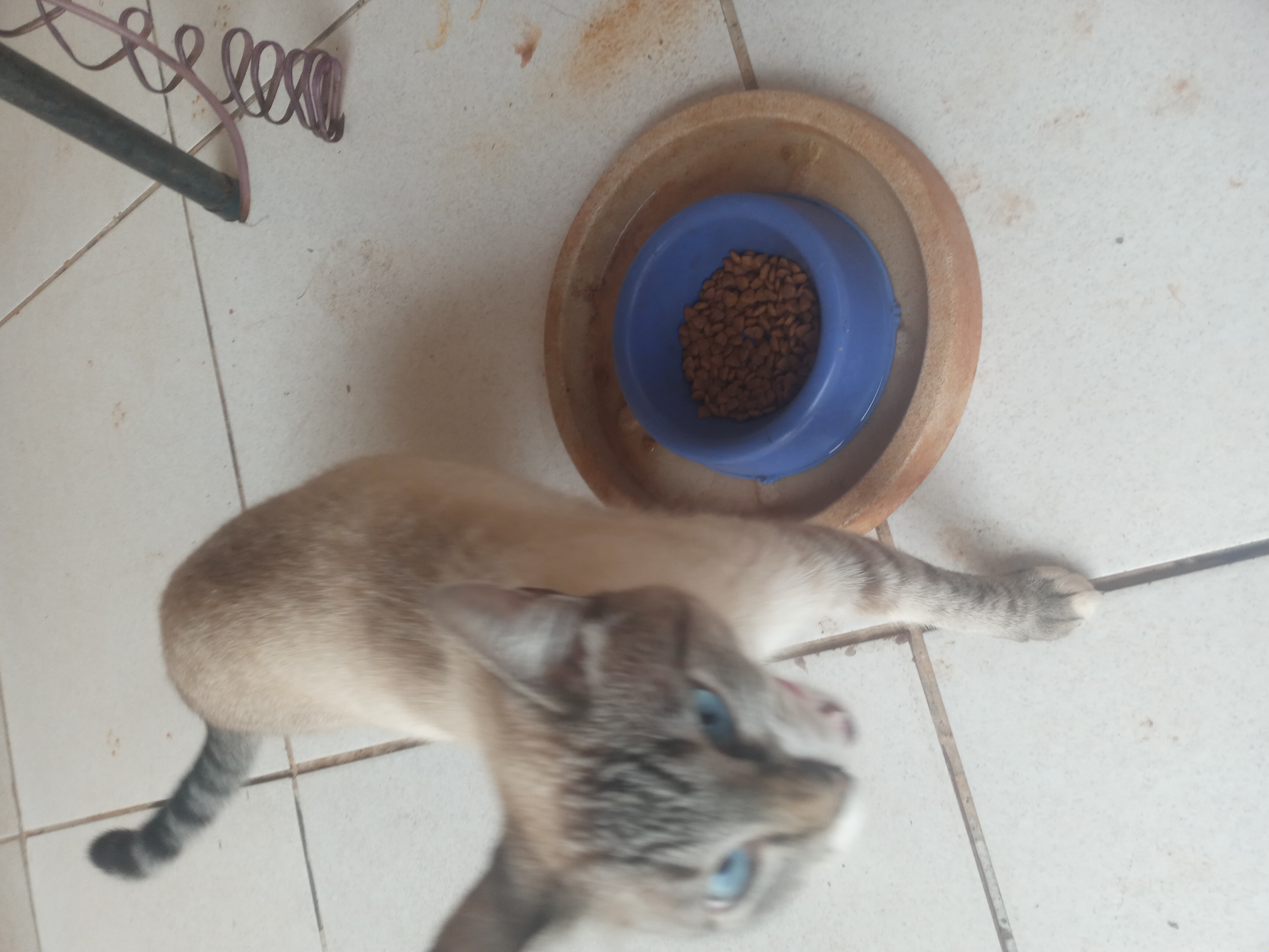 Portal Adocão Doação de gato Londrina