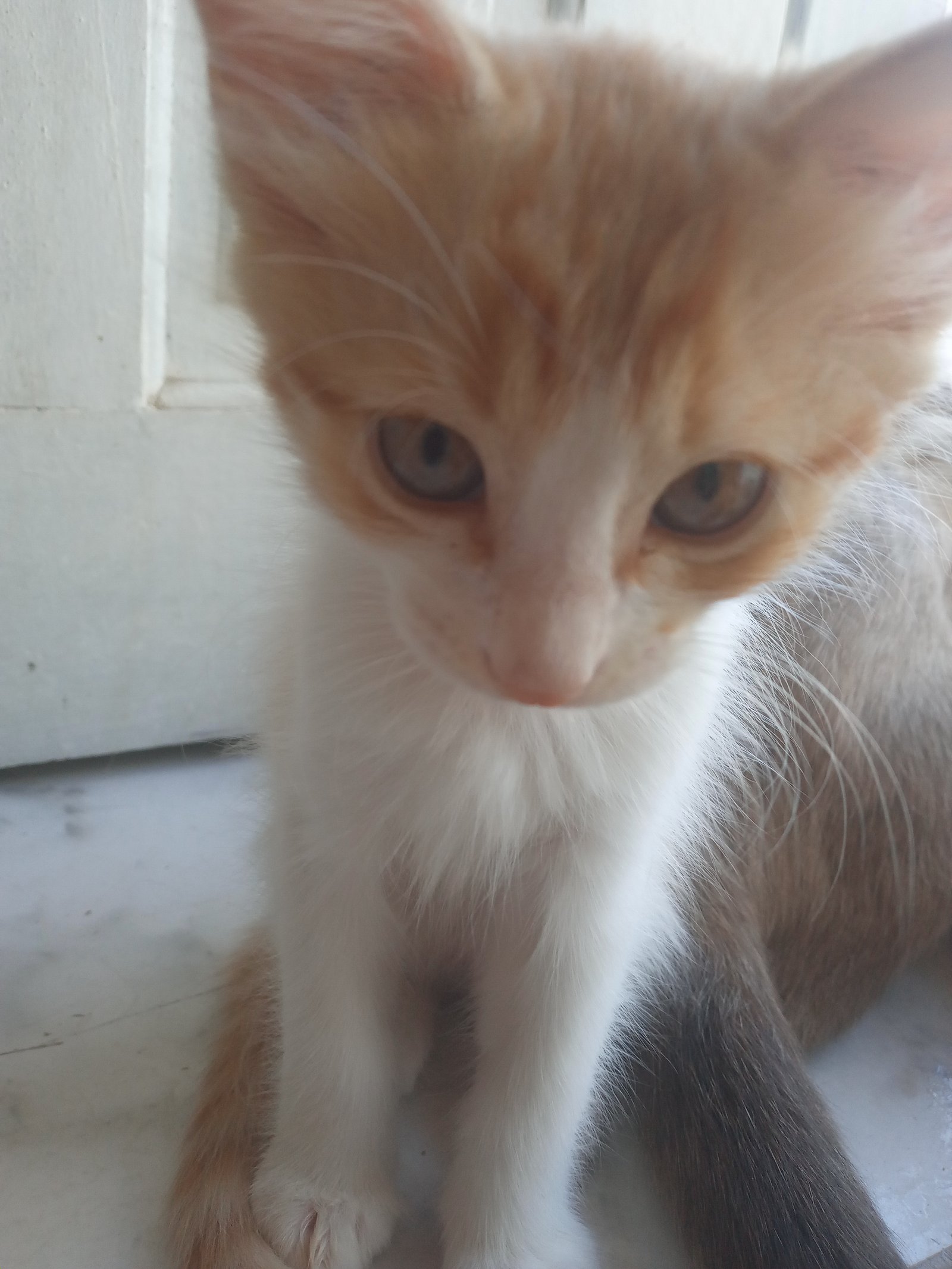 Portal Adocão Gato para adoção Fortaleza
