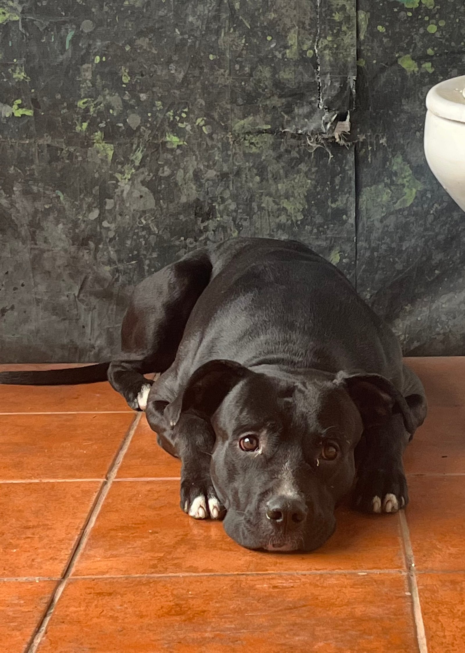 Portal Adocão ADOÇÃO RESPONSÁVEL: PITBULL DÓCIL E AMOROSO A PROCURA DE UM LAR COM MUITO AMOR! São José Dos Campos