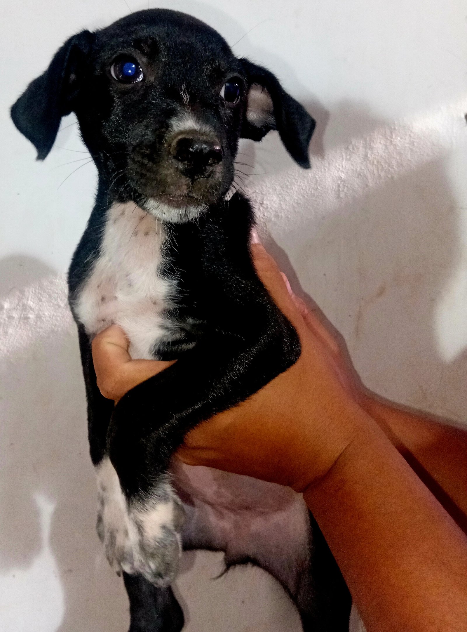 Portal Adocão CACHORRINHOS PRA ADOÇÃO  São Luís