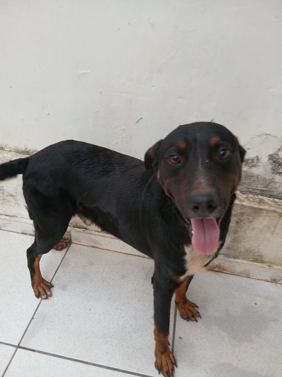 Portal Adocão Cachorro filhote é super docel  Matinga 