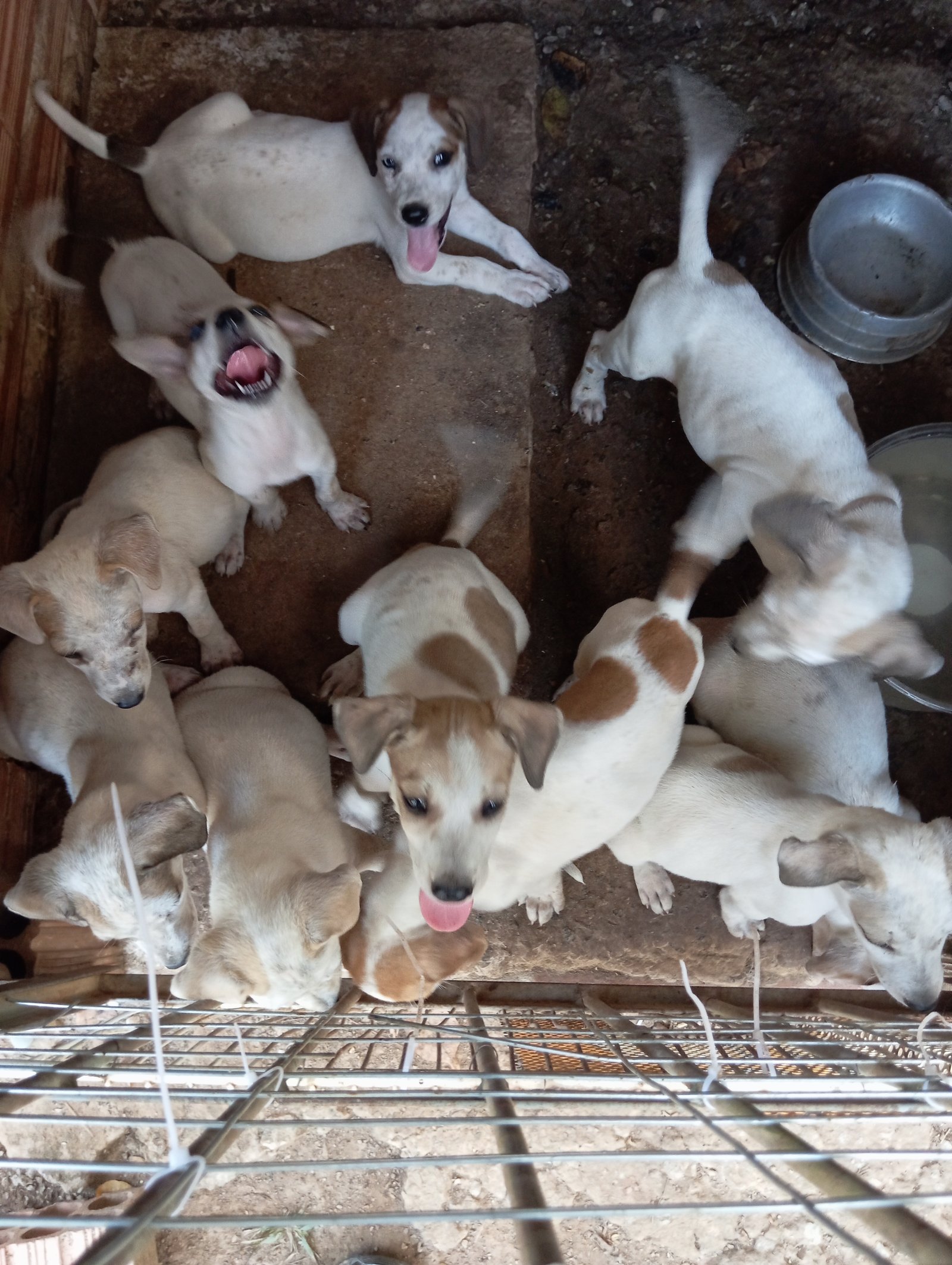 Portal Adocão Cachorrinhos Adoráveis  Rio Branco